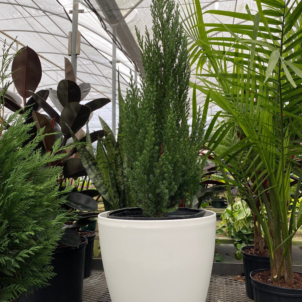 Blue Point Juniper, Juniperus Chinensis, In Deco pot planter gal