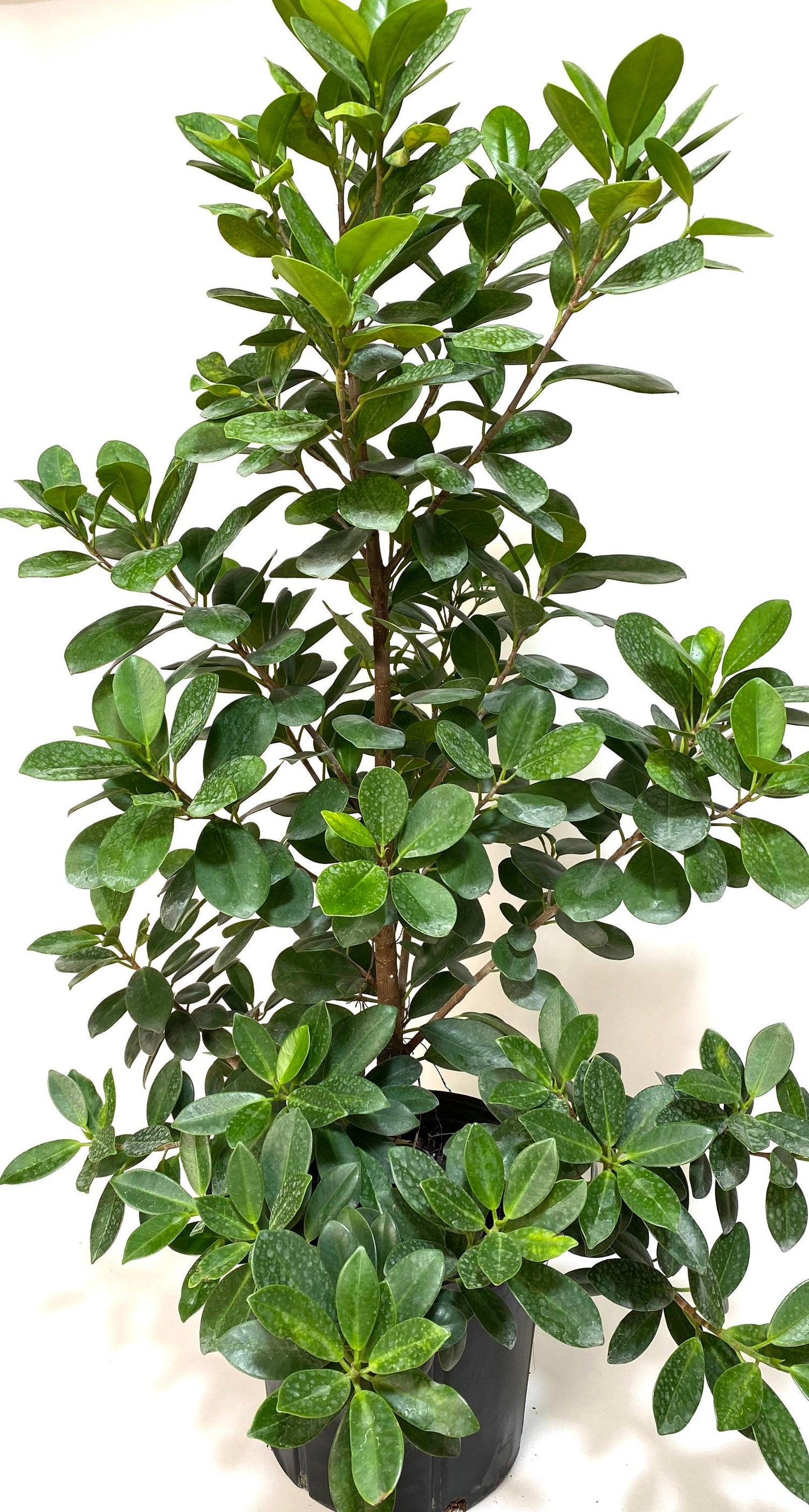 Ficus Moclame Bush, Ficus Microcarpa Daniella in a pot