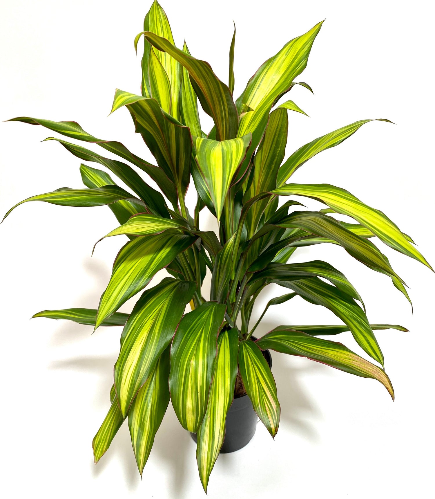 green leaves of Cordyline kiwi, Hawaiian Ti, Good Luck Plant, Auntie Lou