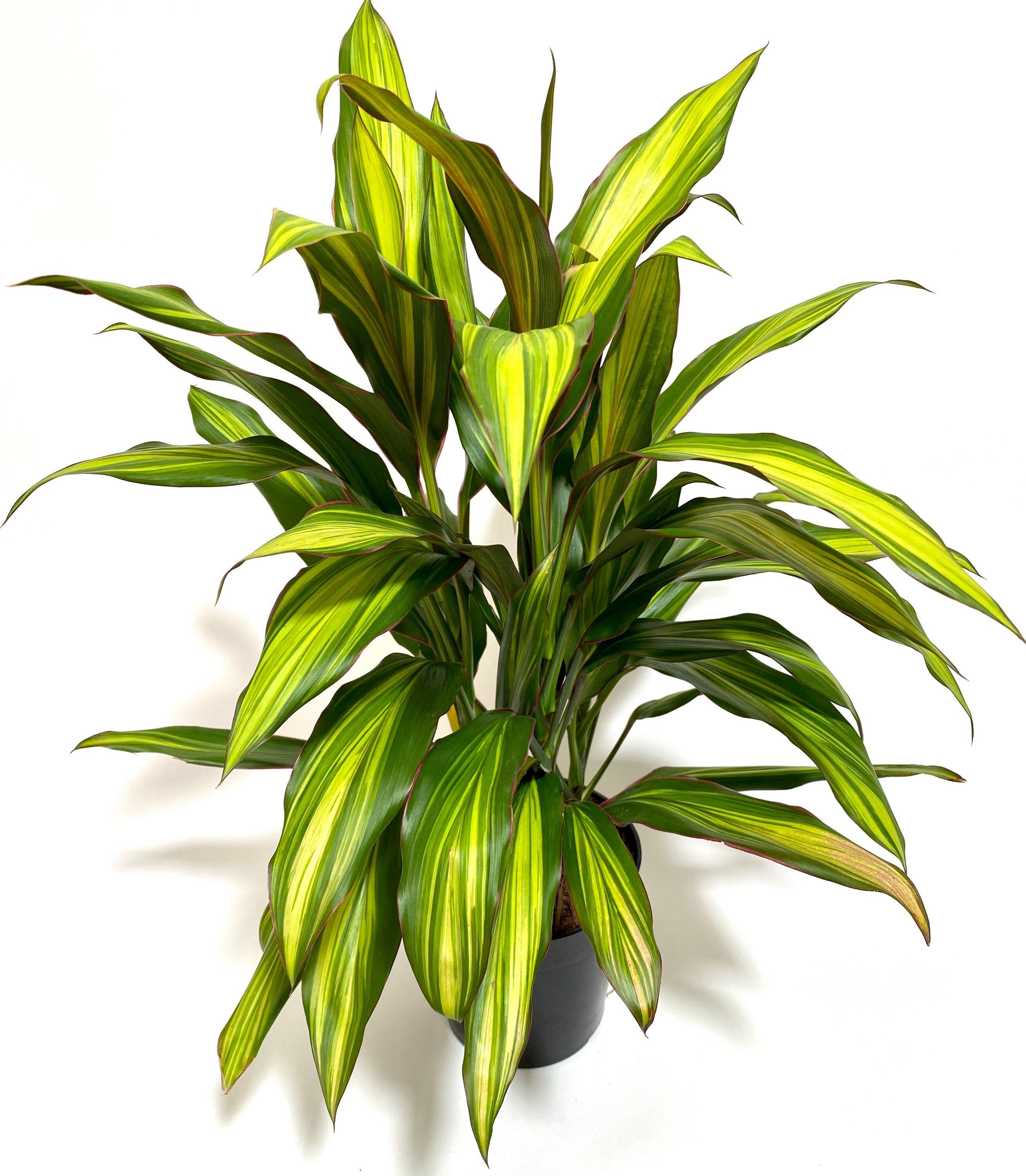 green leaves of Cordyline kiwi, Hawaiian Ti, Good Luck Plant, Auntie Lou