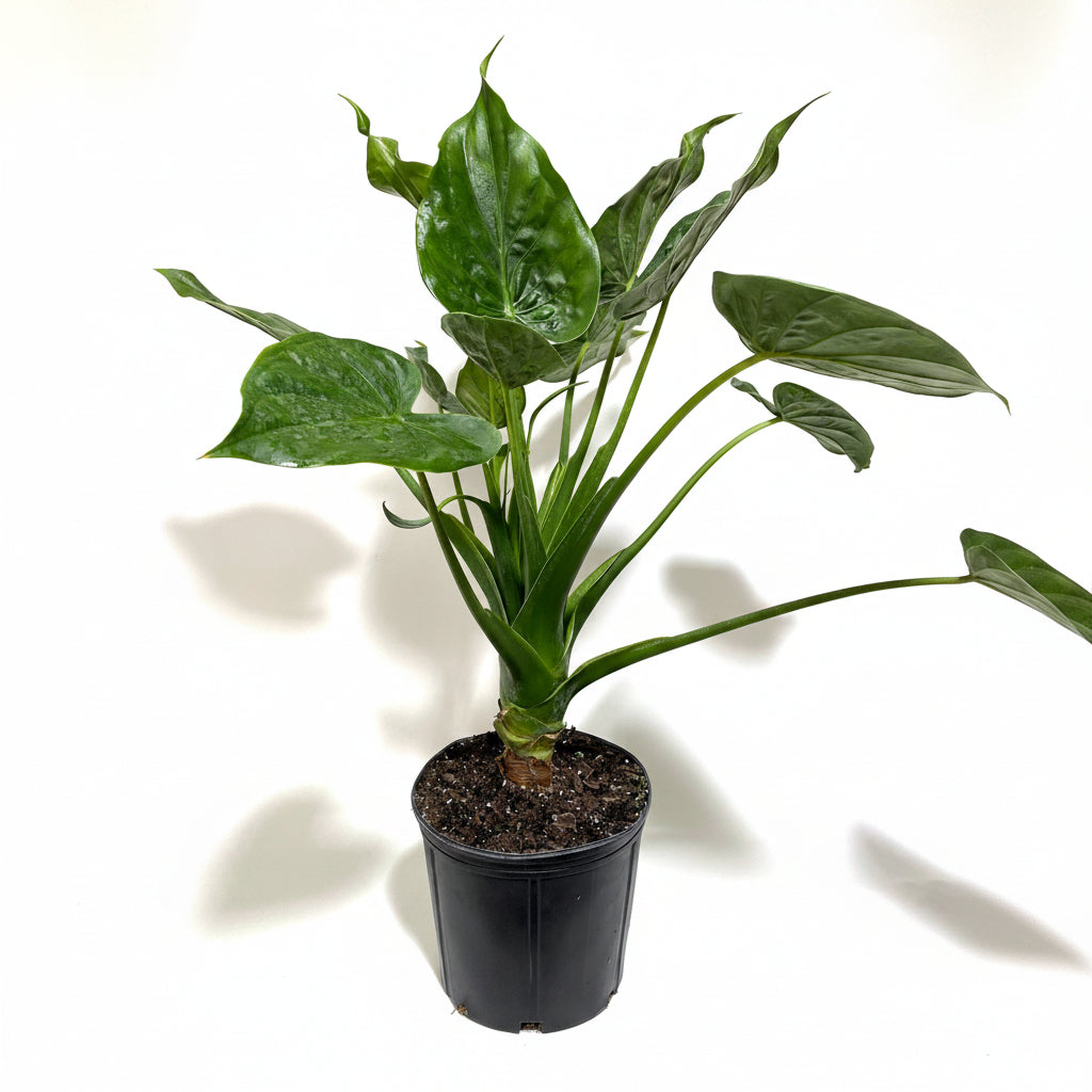 Alocasia Tiny Dancers, Live Tropical Indoor Plant
