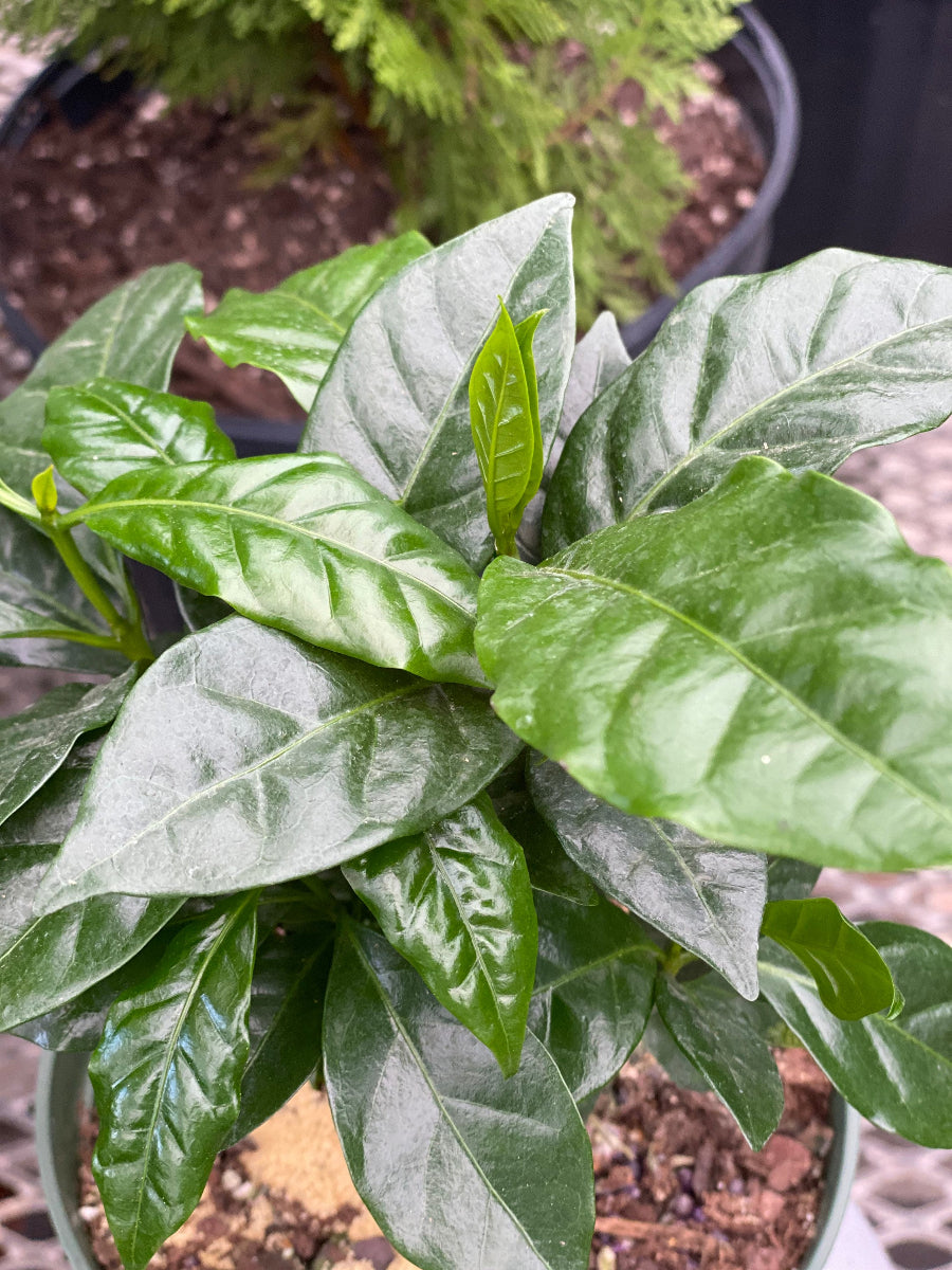 A small, potted Arabica Coffee
