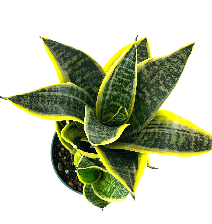 Dwarf Laurentii Snake Plant in a 6-inch white decorative pot.