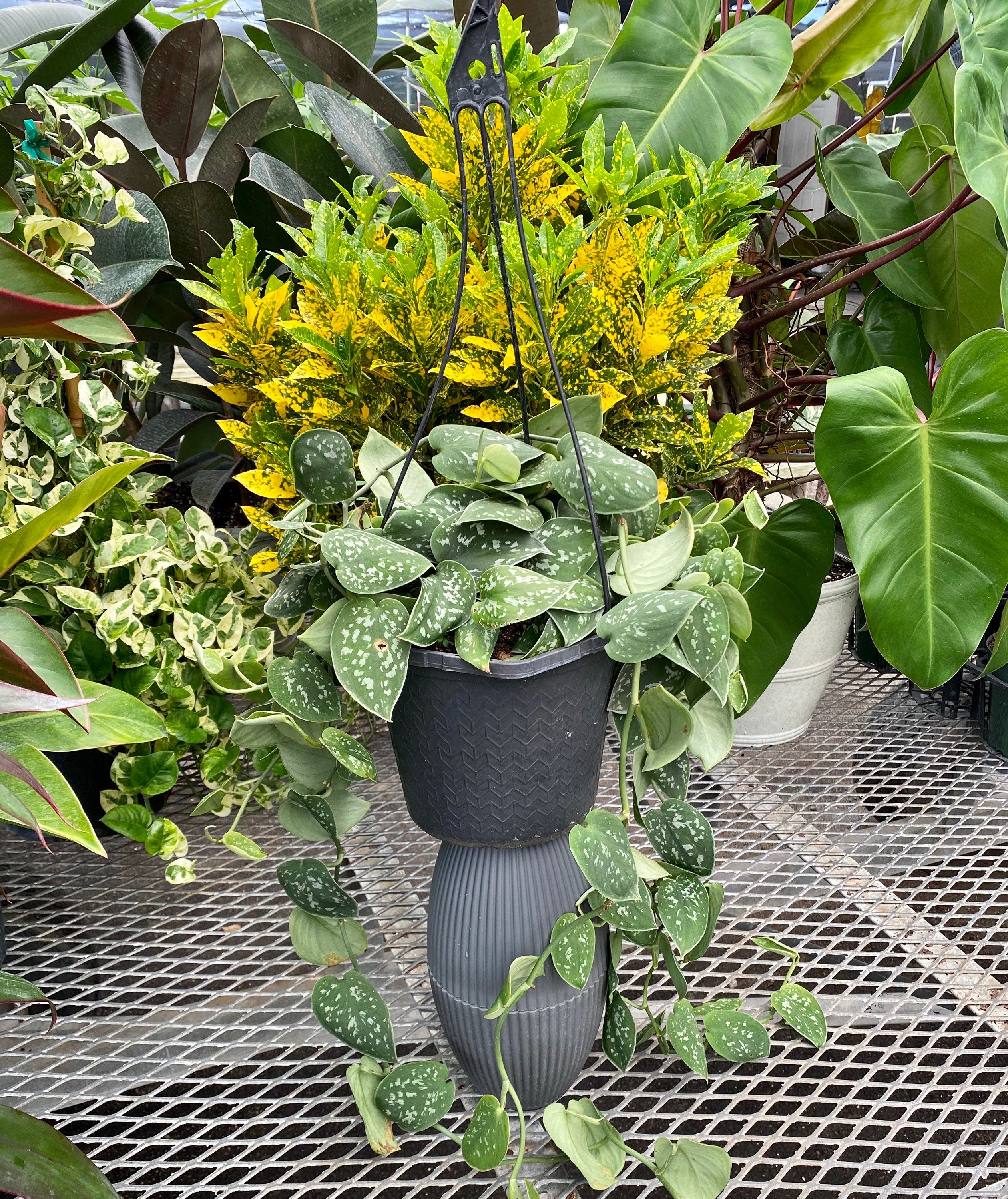 Pothos Silvery Ann, Variegated Green Silver in greay pot