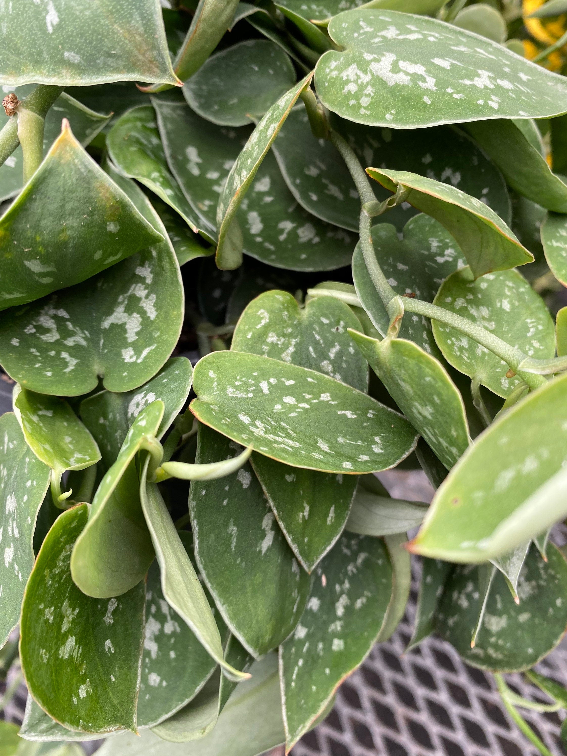 close view of Pothos Silvery Ann, Variegated Green Silver leaves