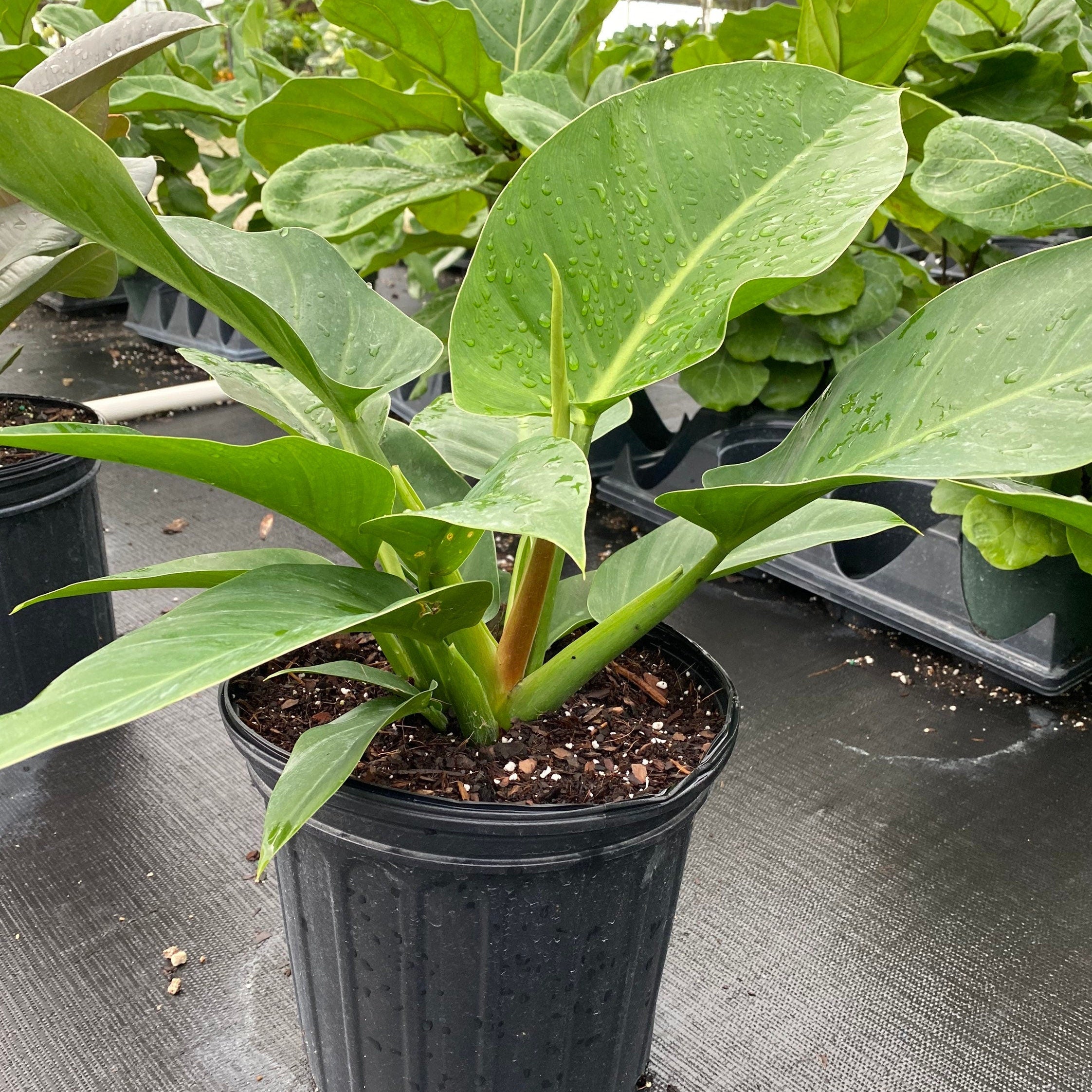 Philodendron Green Princessin a black pot