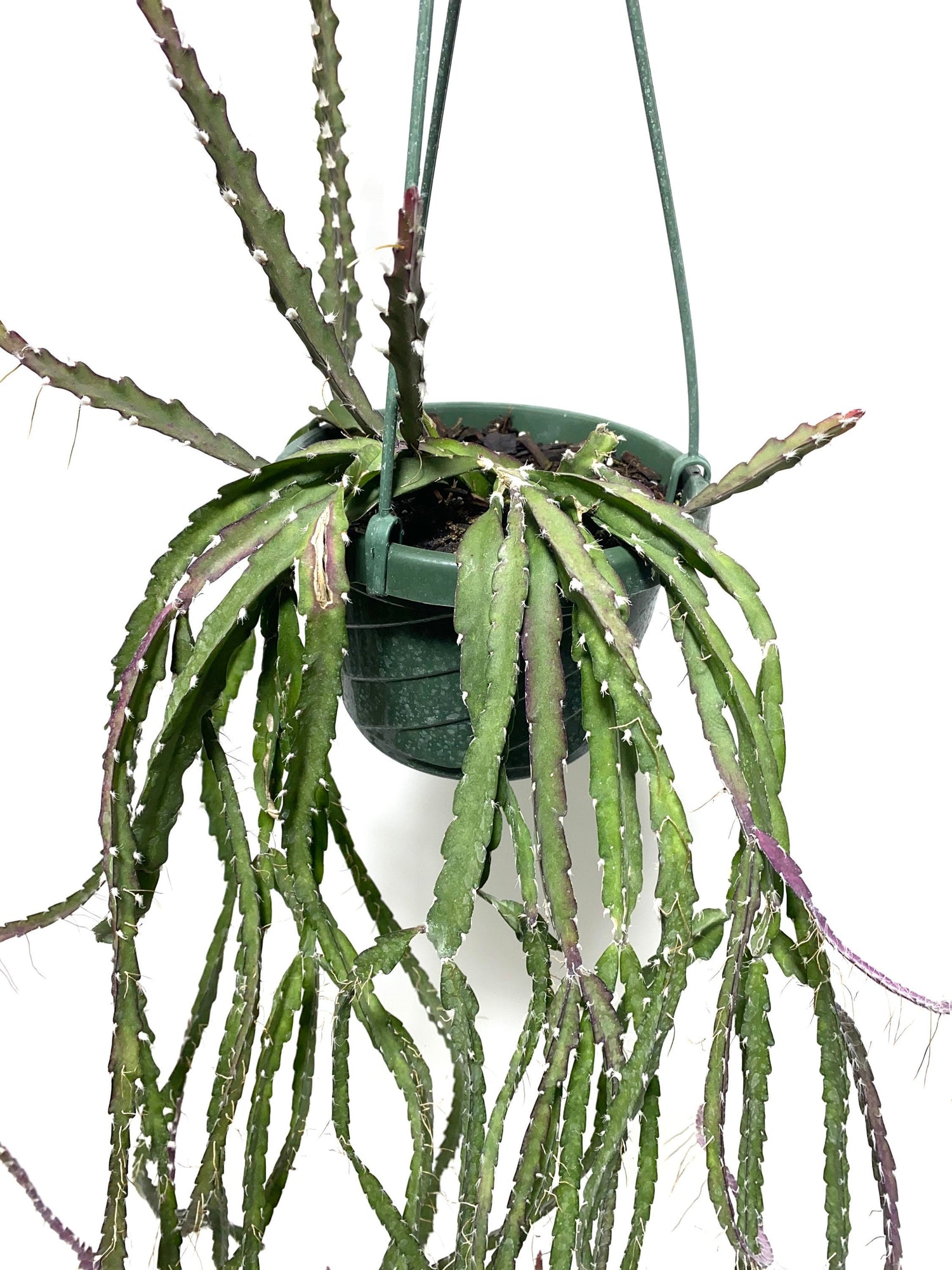 close view of Lepismium Cruciforme Purple, Hurricane Cactus, Stunning Hanging Plant Vines
