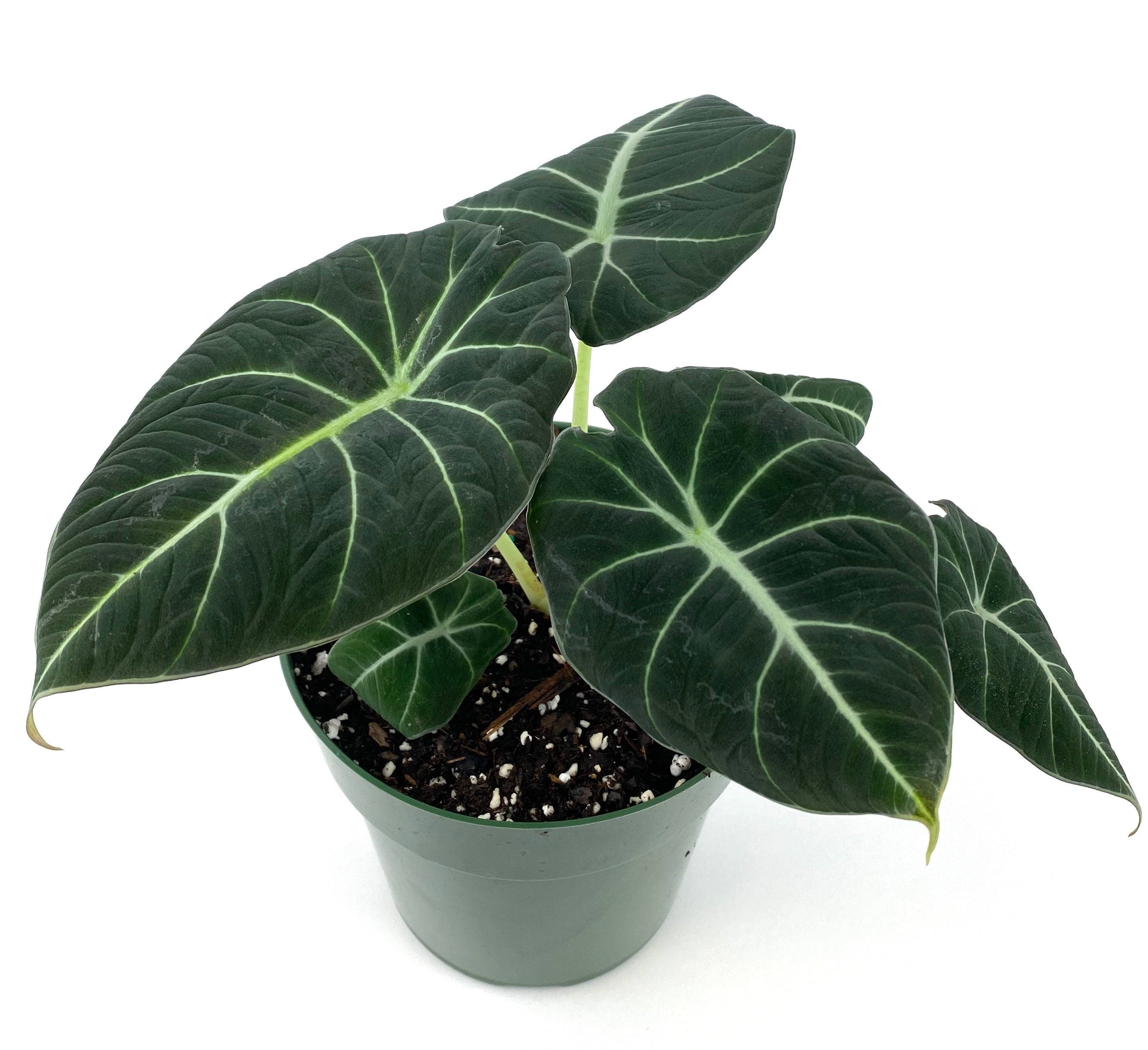 Alocasia Reginula Black Velvet, Live Indoor Plant.