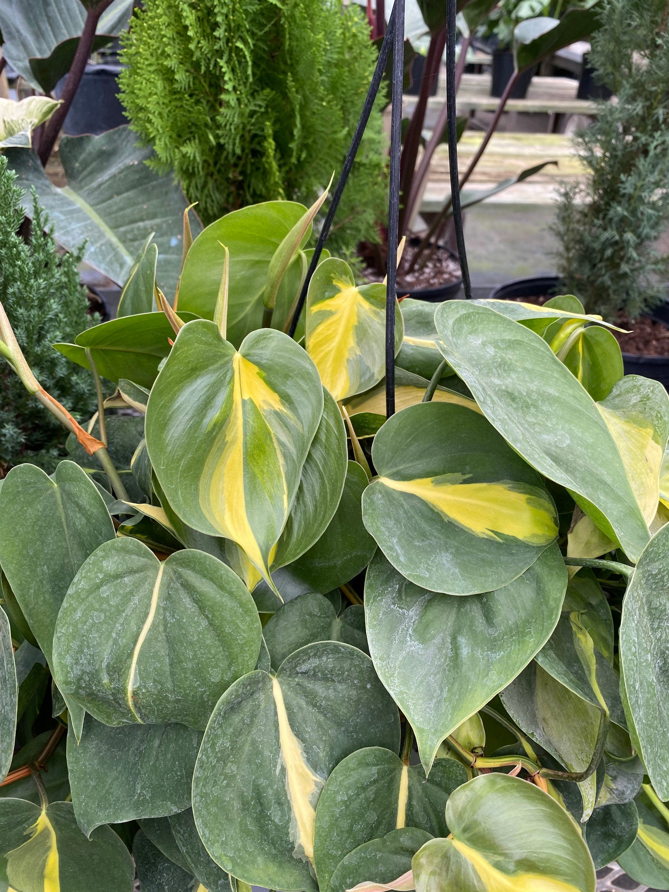 close view of Philodendron Brazil in Hanging Basket, Live Tropical Vining Plant
