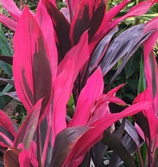 leaves of Cordyline Red Sister, Terminalis Ti Plants