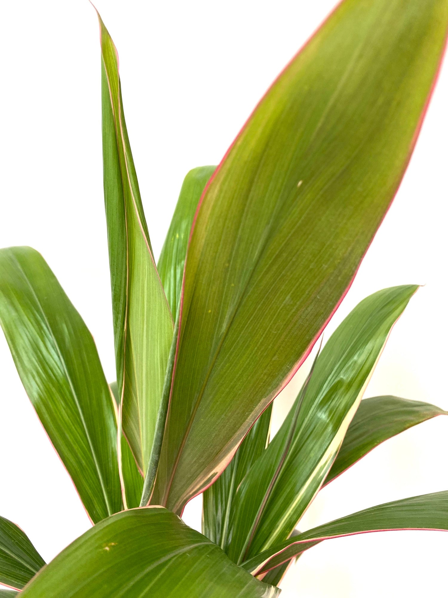 close view of leaves of Cordyline Fruticosa Pink Diamond, Good Luck Plant