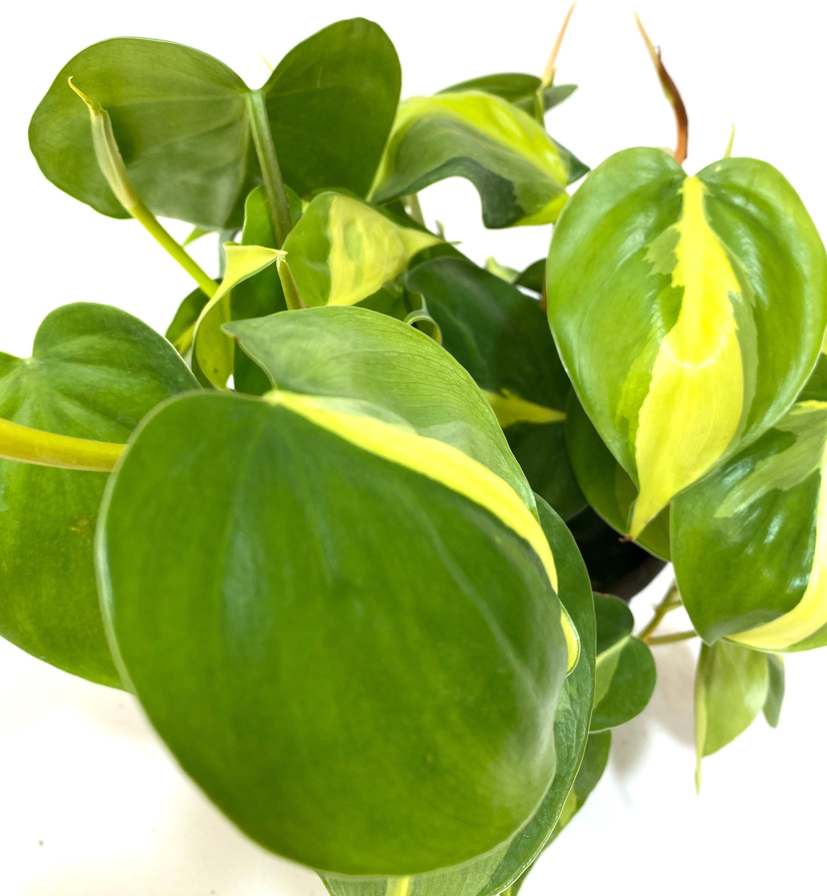 close view of Philodendron Brazil in Hanging Basket, Live Tropical Vining Plant