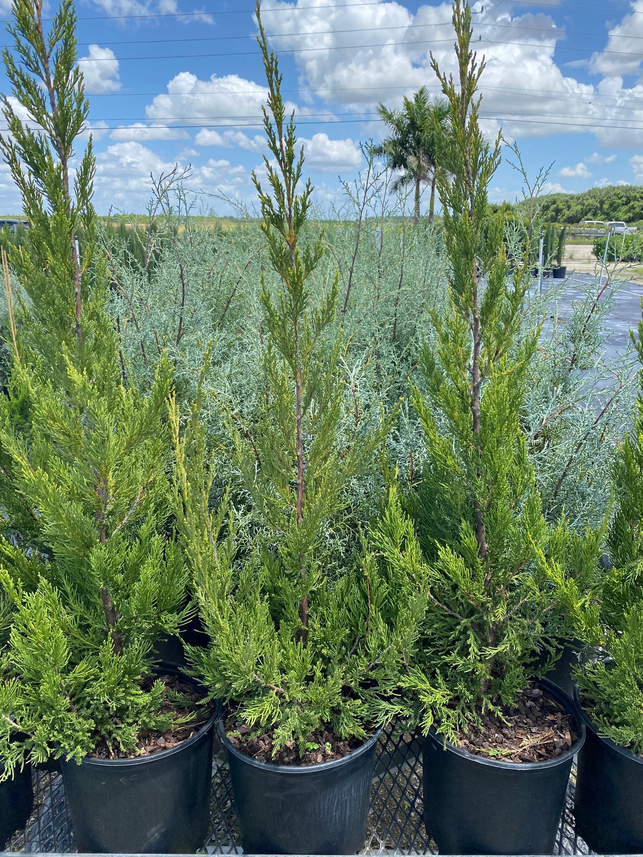 Hetzii Green Columnar Juniper