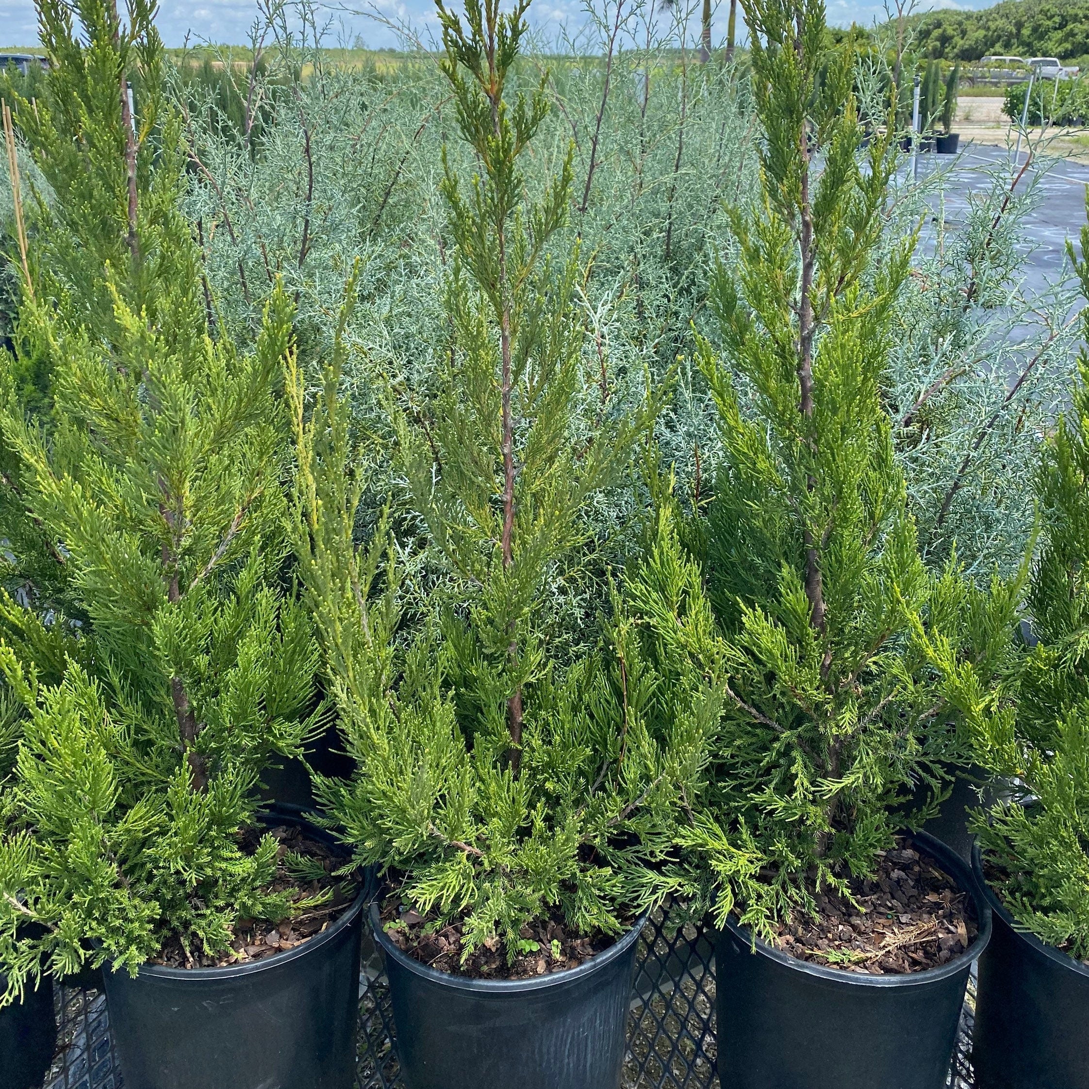 A group of potted Hetzii Green Columnar Juniper plants arranged in a row with a field and sky in the background.