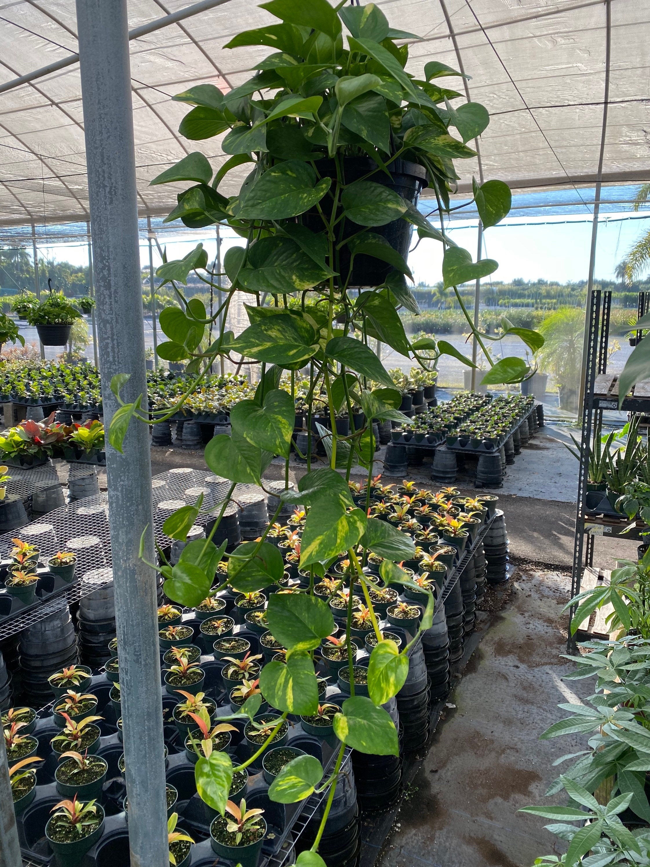 nursery of Golden Pothos in Hanging Basket, Epipremnum Aureum