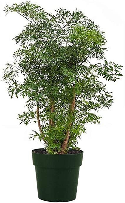 Aralia Parsley Tree, Polyscias Fruticosa
