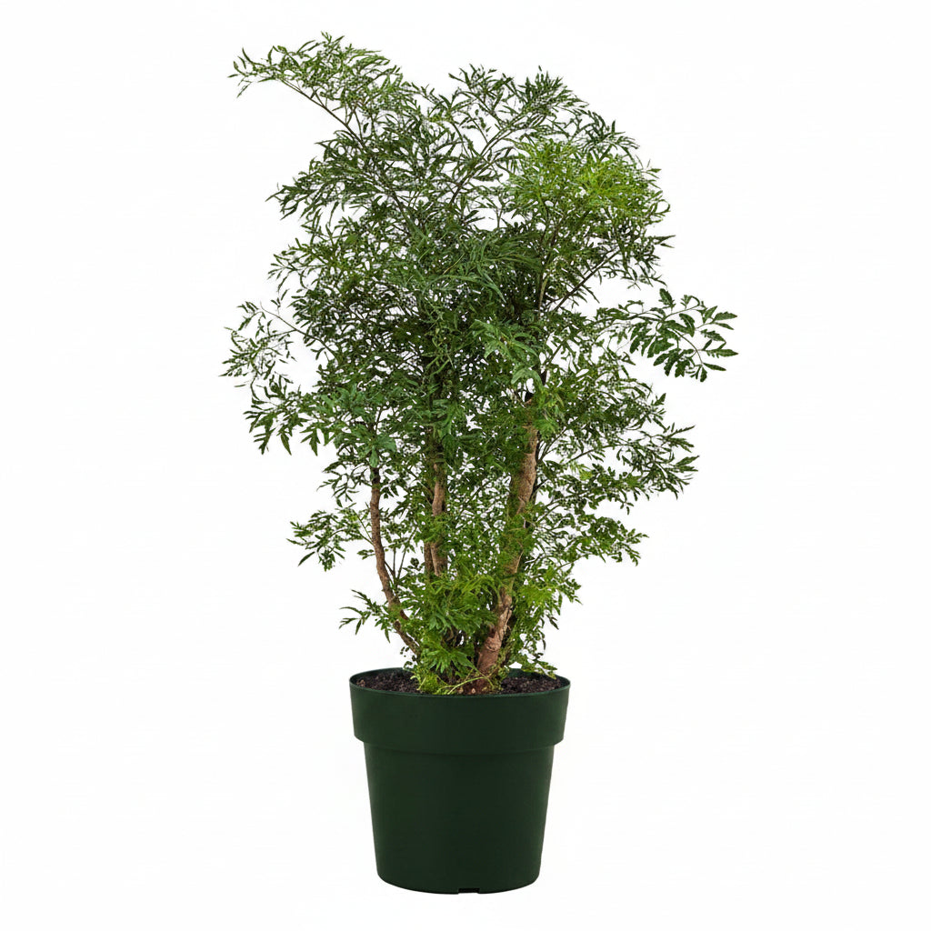 A potted Aralia Chinese Ming Tree with green foliage, displaying its lacy compound leaves and upright habit.