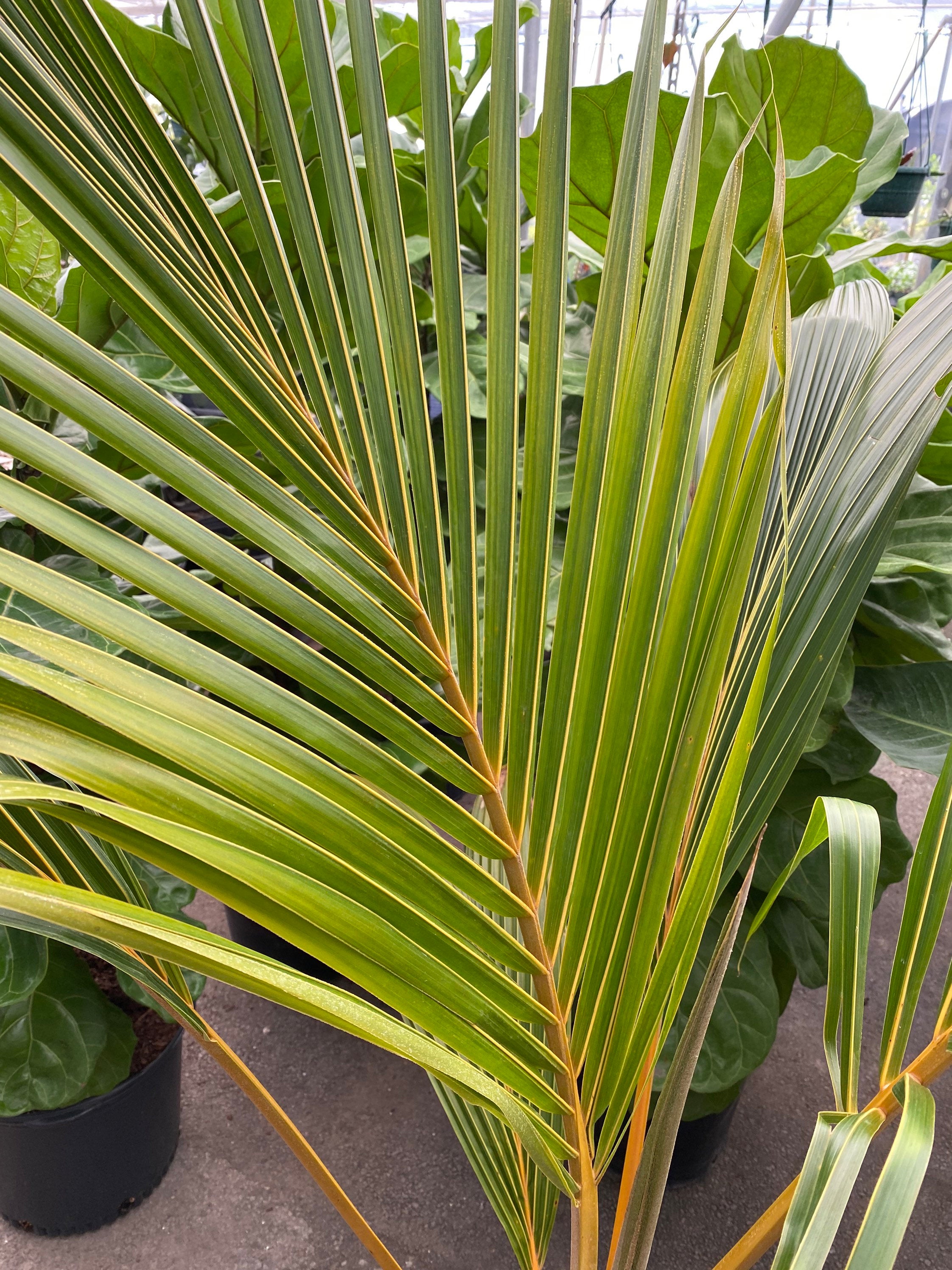 Coconut Tree Red Spicata, Exotic and Rare