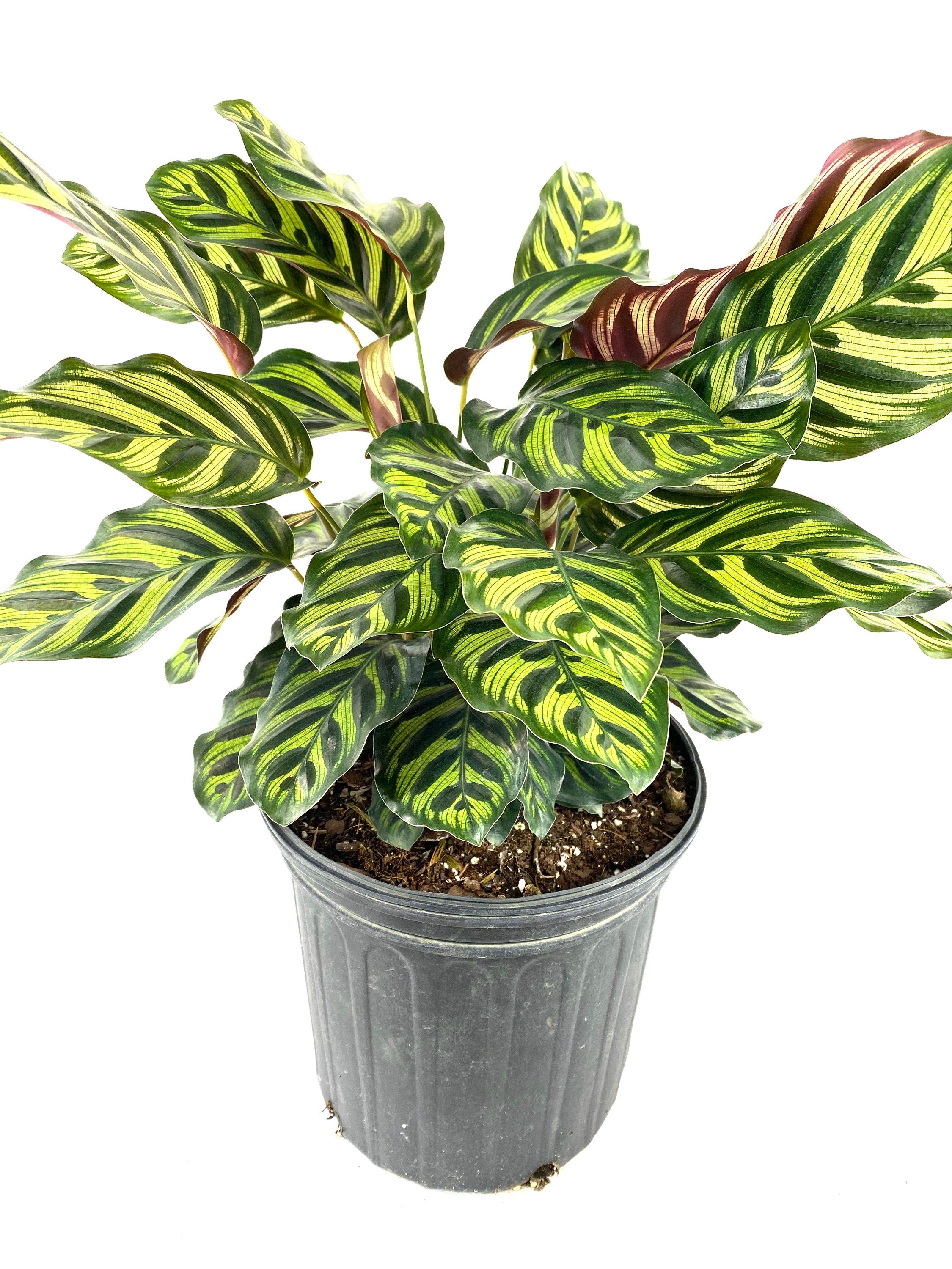 Calathea Makoyana, Prayer Plants view