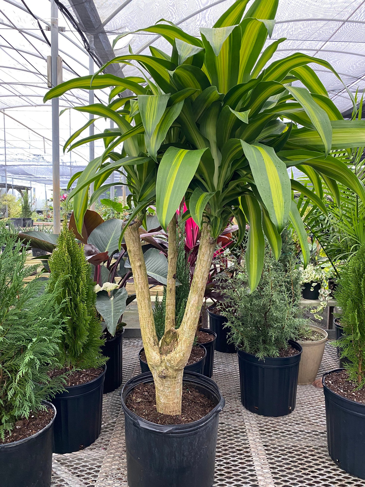 Dracaena Massangeana Mass Cane Stump Form, Corn Plant in  nursery