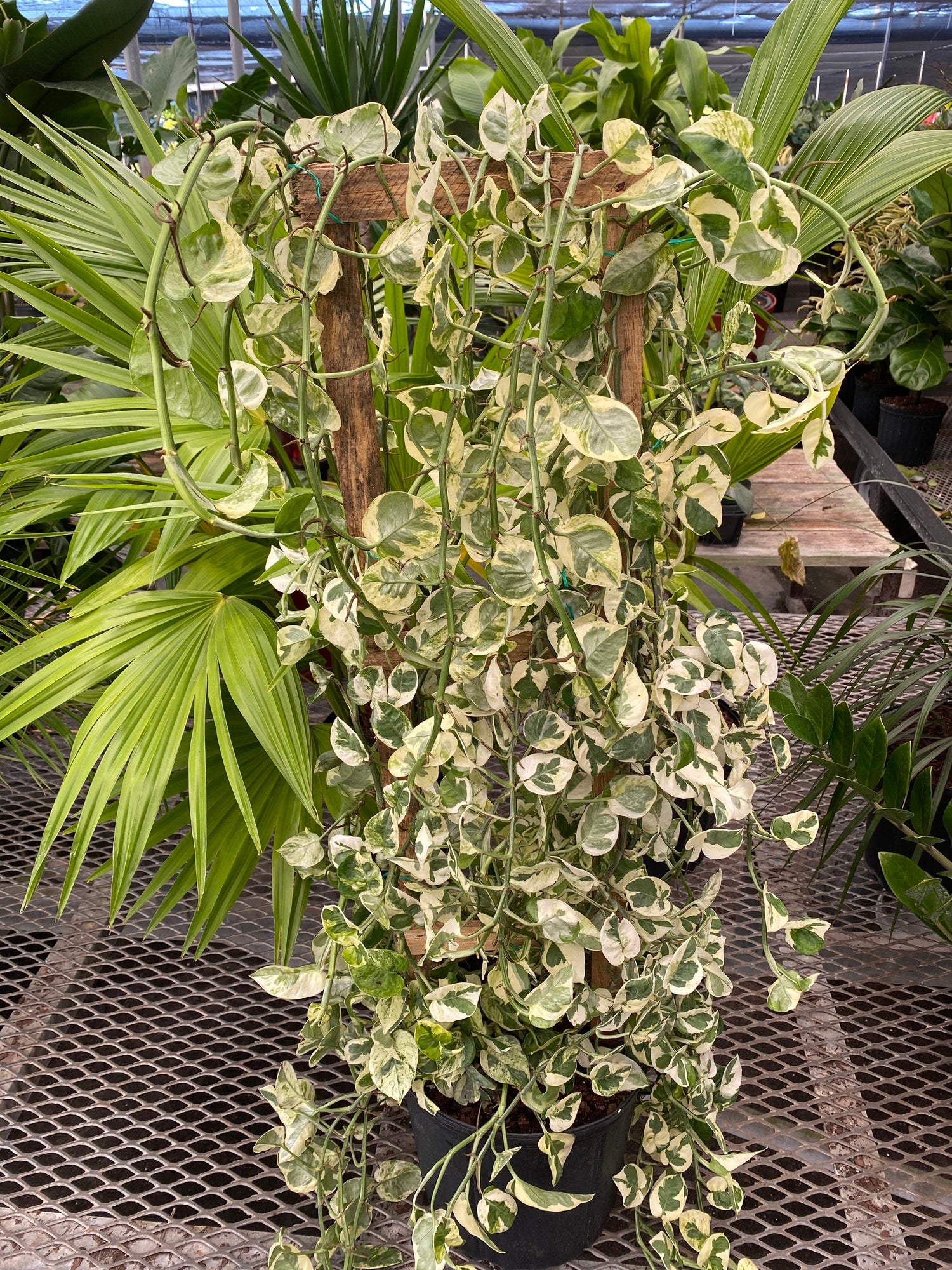 front view of Pothos N&