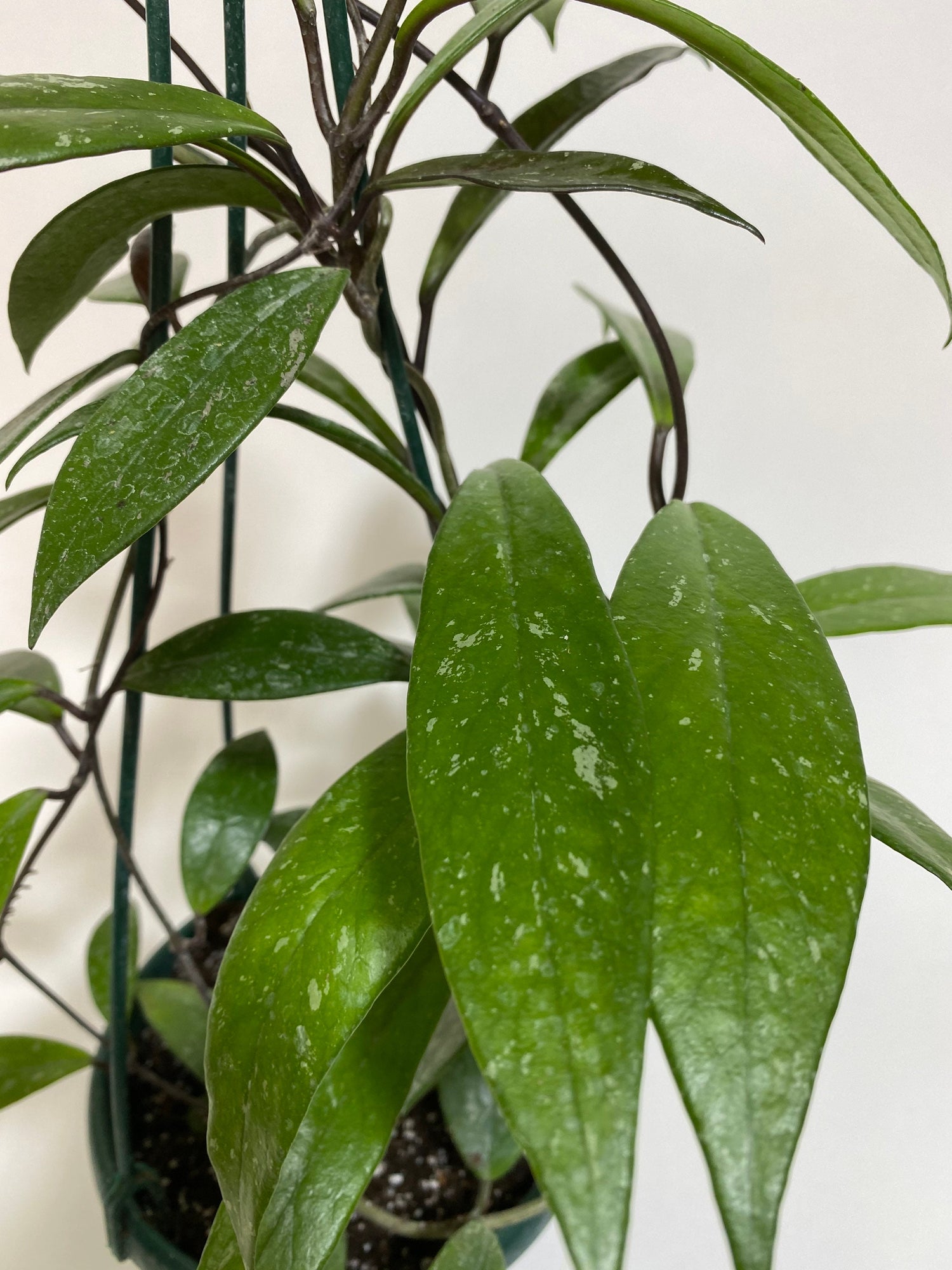 leaves of Hoya Publicalyx Splash in Hanging Basket, Live Plant Variegated