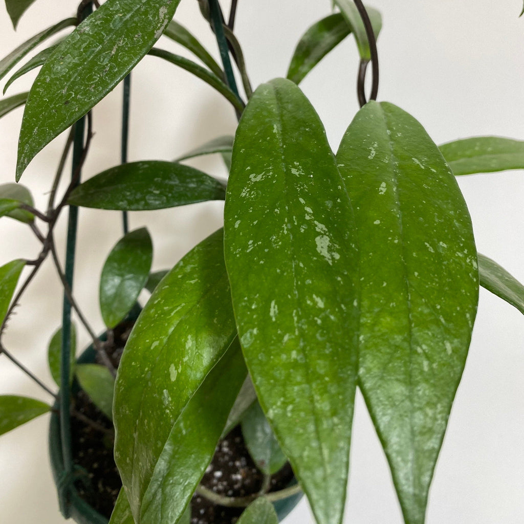 leaves of Hoya Publicalyx Splash in Hanging Basket, Live Plant Variegated