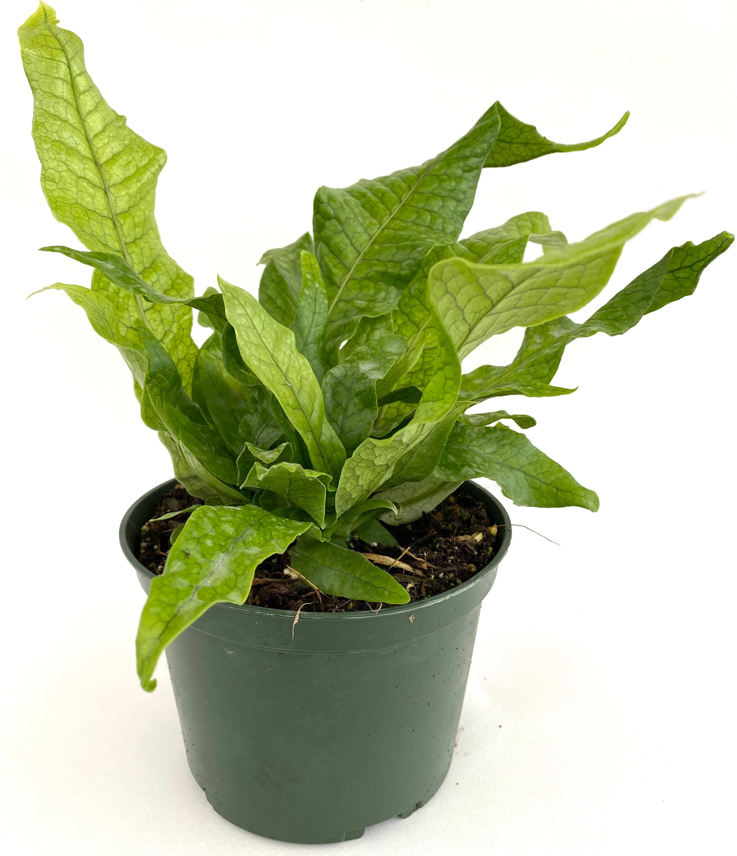 Crocodile Fern, Crocodylus Fern ina green pot