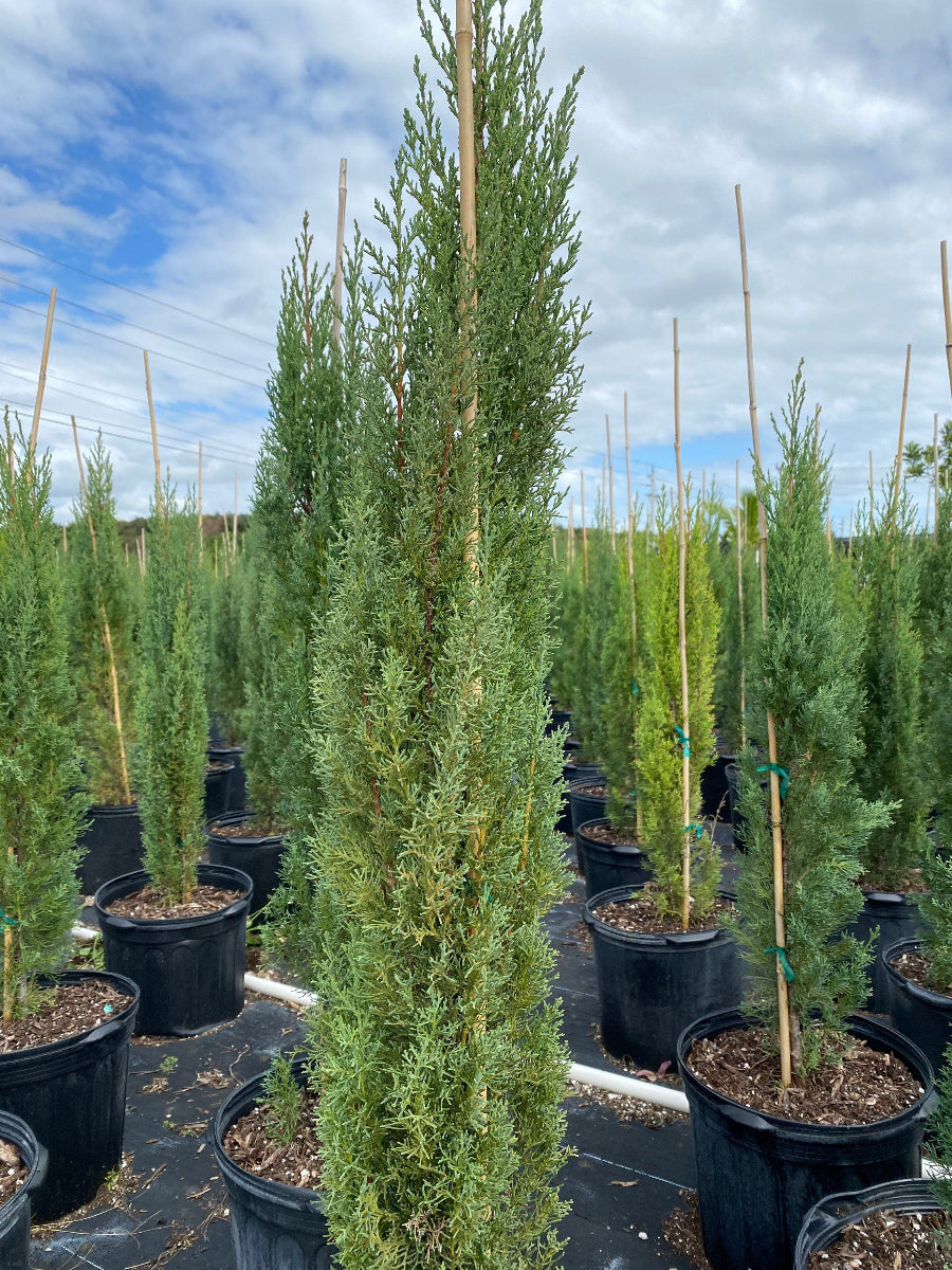 Large Italian Cypress, Mediterranean Cypress Planted in Nursery Pot 4-5ft High