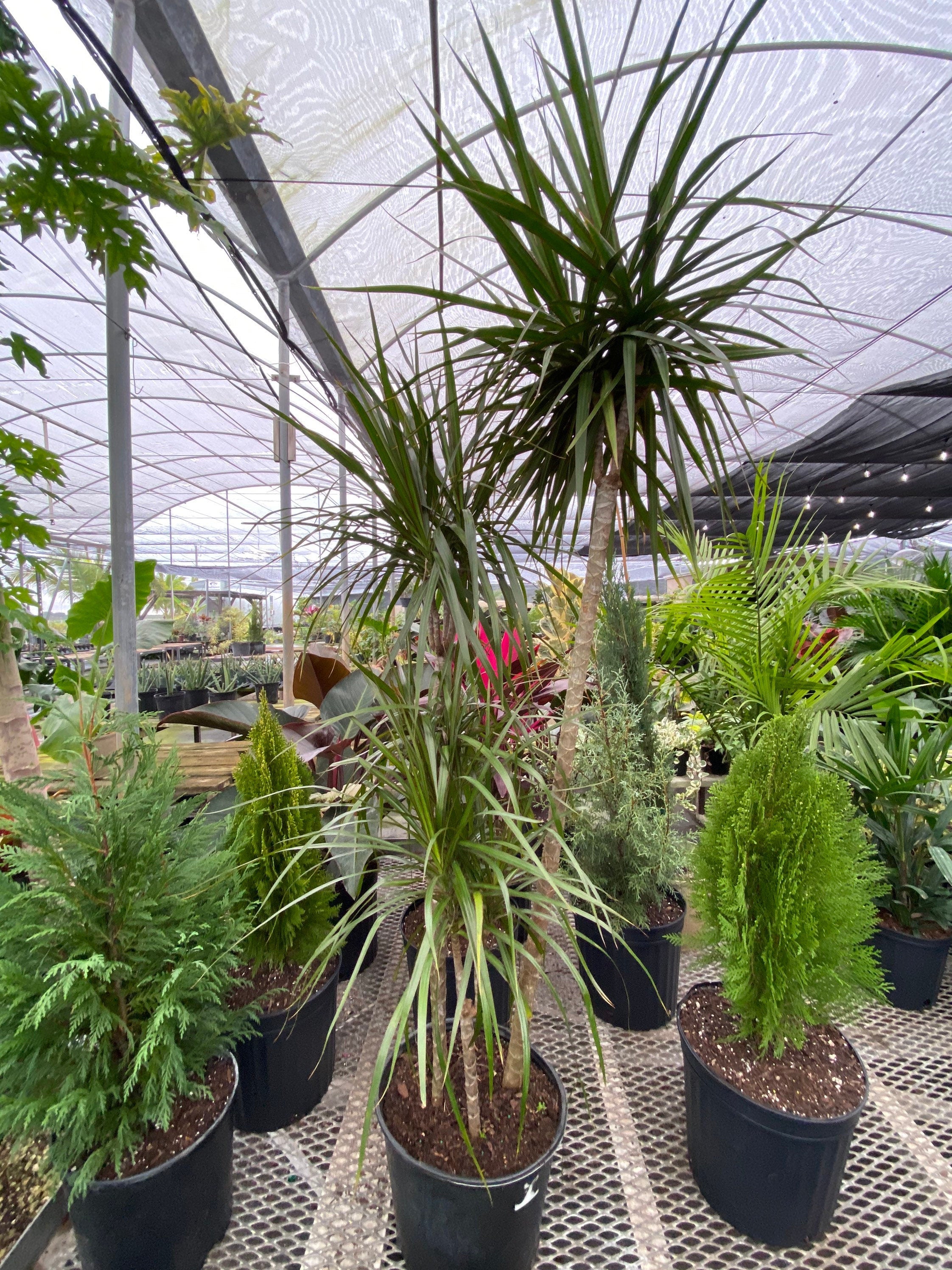 front view of Dracaena Dragon Tree Green Bush