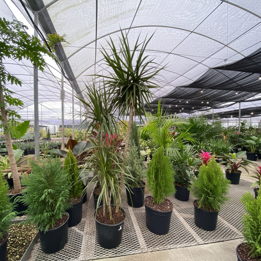 Dracaena Dragon Tree Green Bush in a 5-gallon nursery pot for outdoor use to amplify commercial plant displays or green spaces.