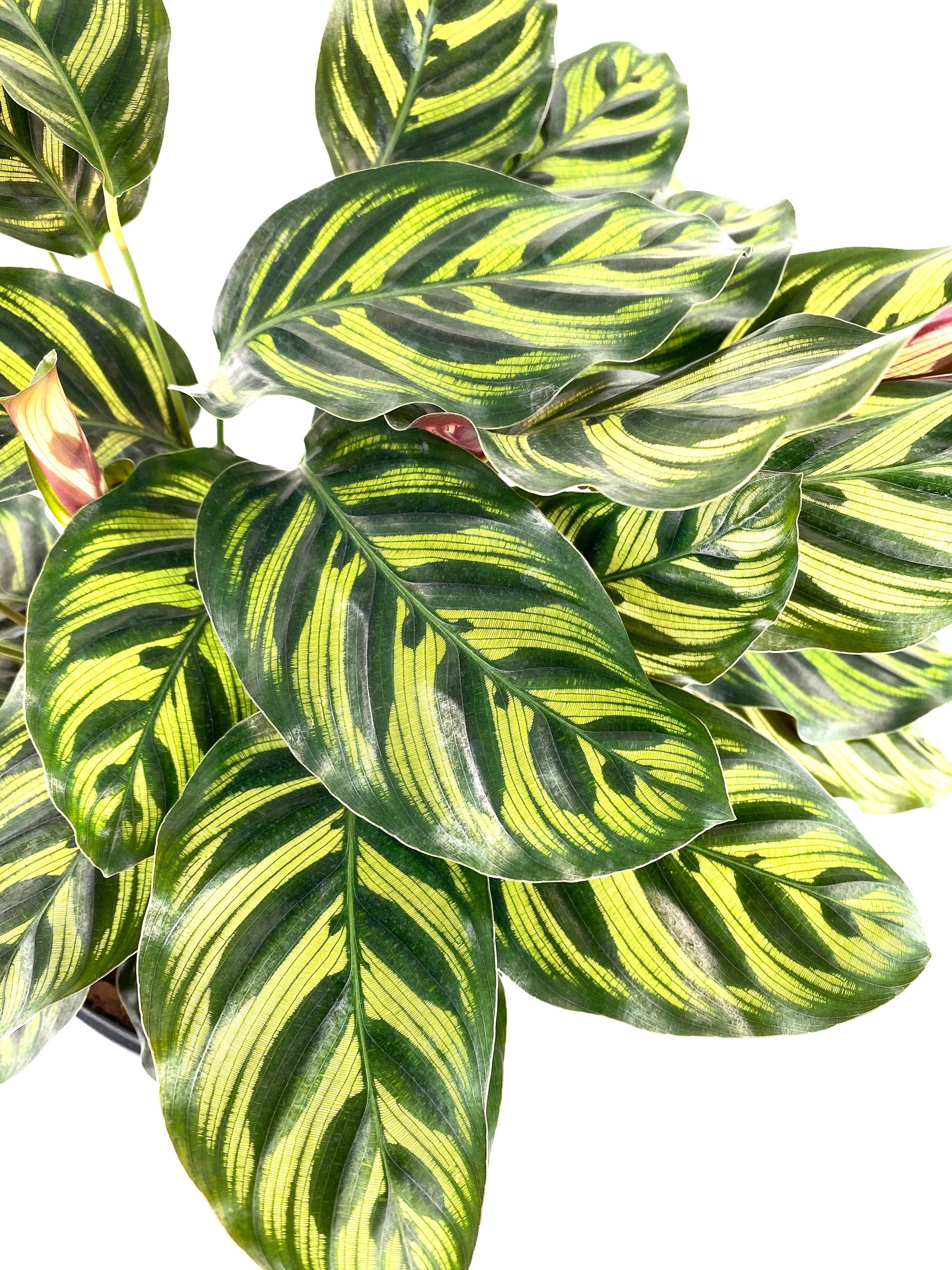 Calathea Makoyana, Prayer Plants close view