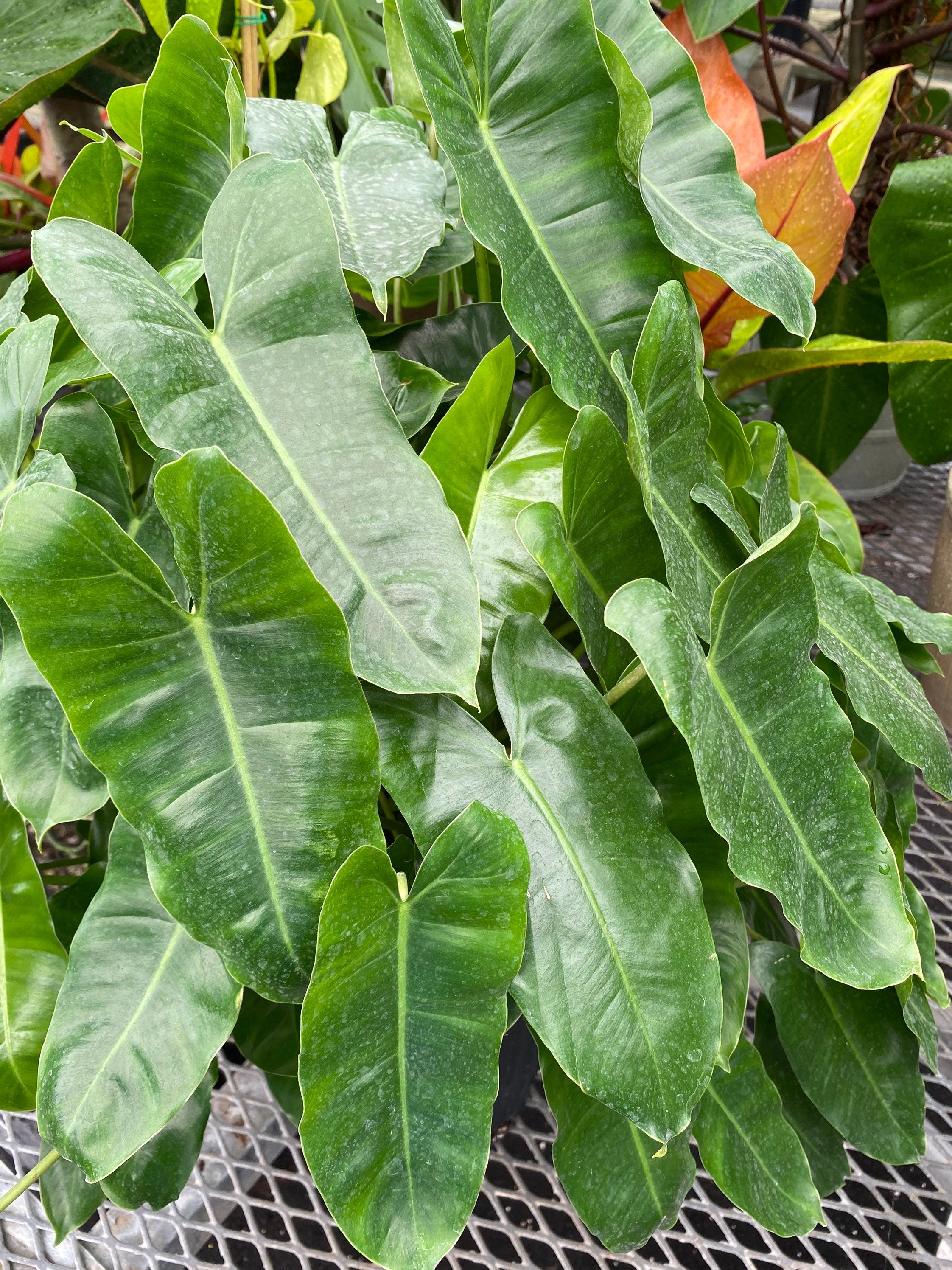 Philodendron Burle Marx, Live Climbing Plant Vine