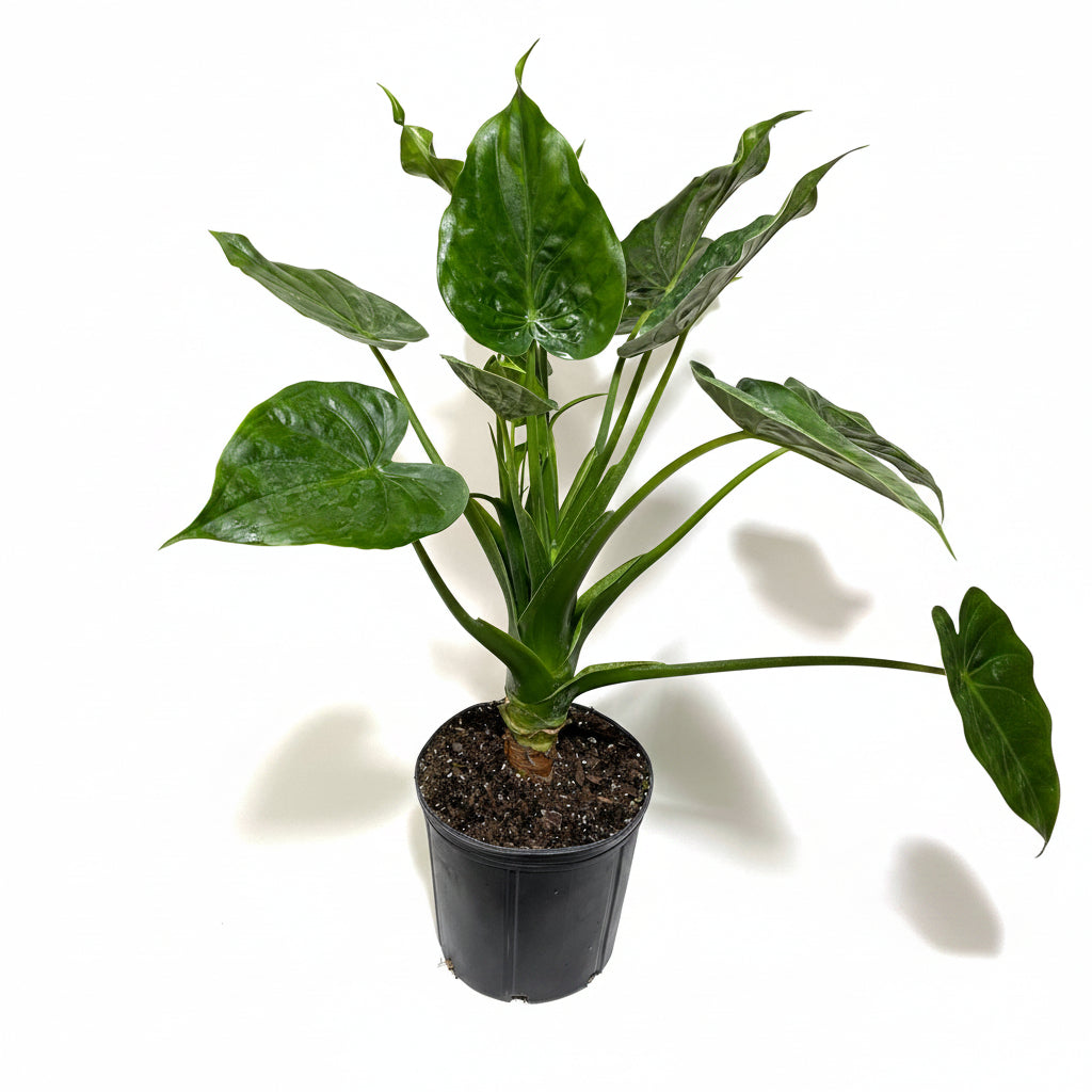 Alocasia Tiny Dancers, Live Tropical Indoor Plant in a black pot