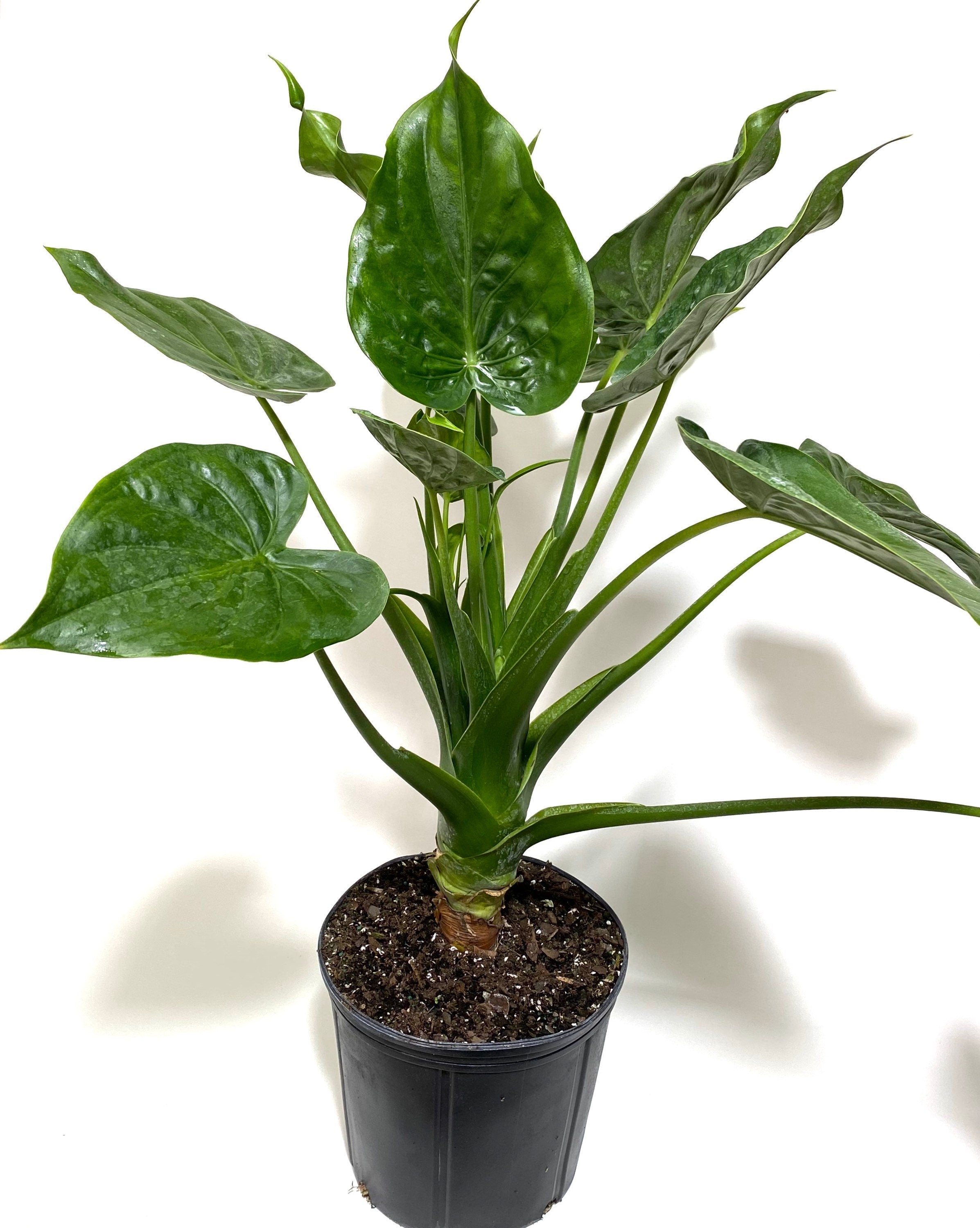 taro house plant Alocasia cucullata Elephant Ear, Chinese Taro