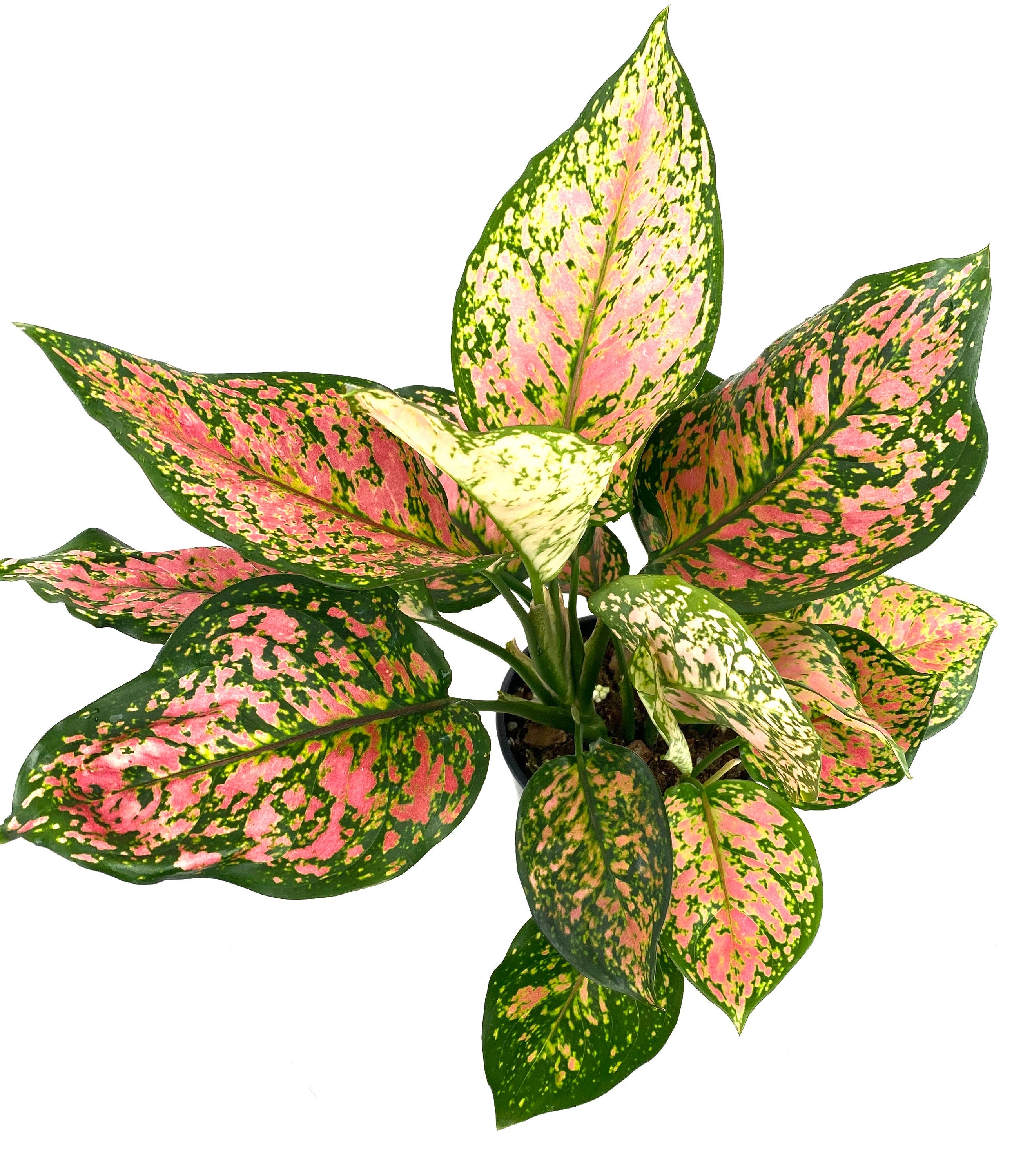 upper view of Aglaonema Wishes, Chinese Evergreen Variegated in pot
