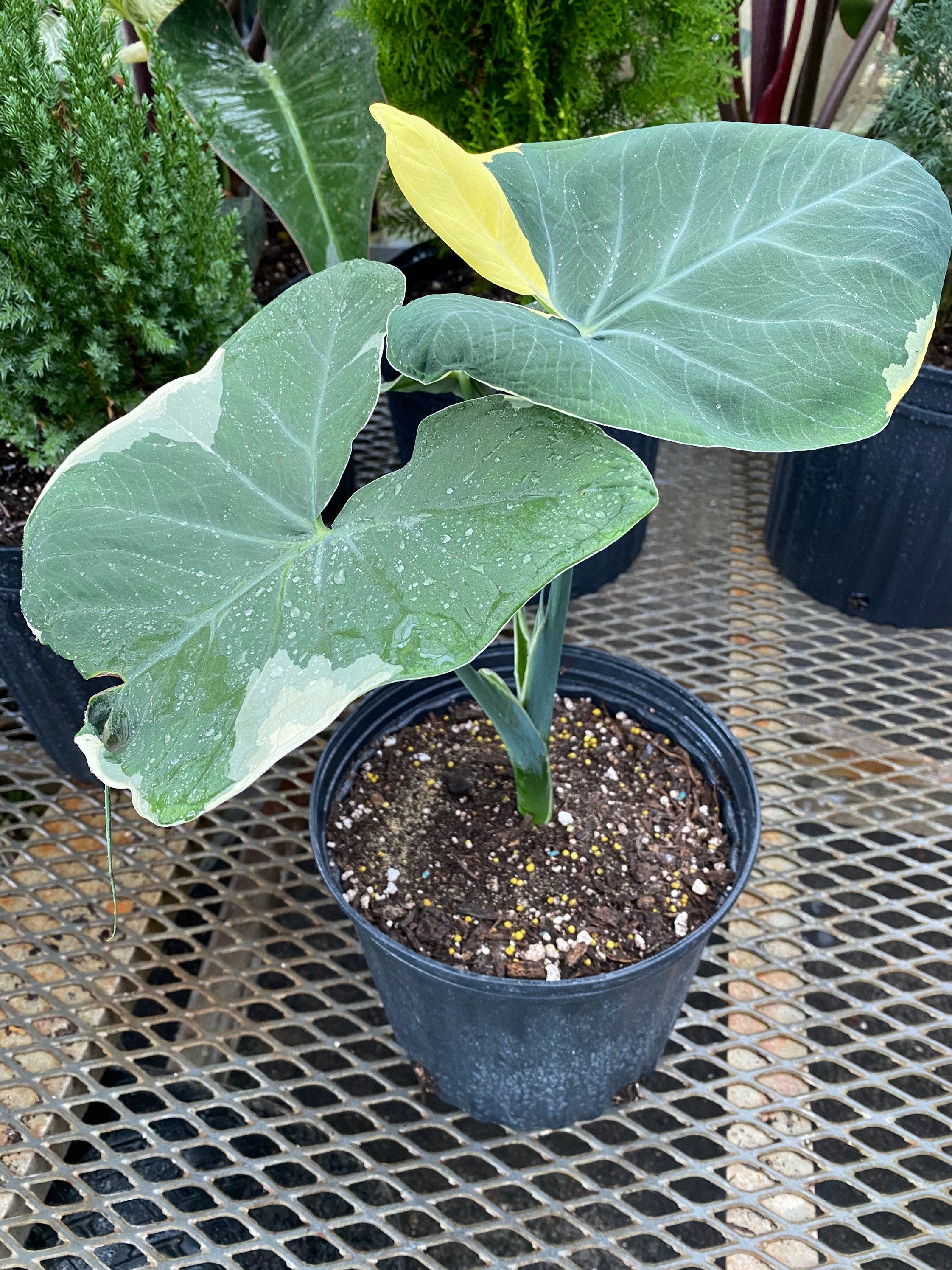 upper view of Alocasia Mickey Mouse, Xanthosoma Variegata Stingray, Elephant Ears Live Indoor Plant