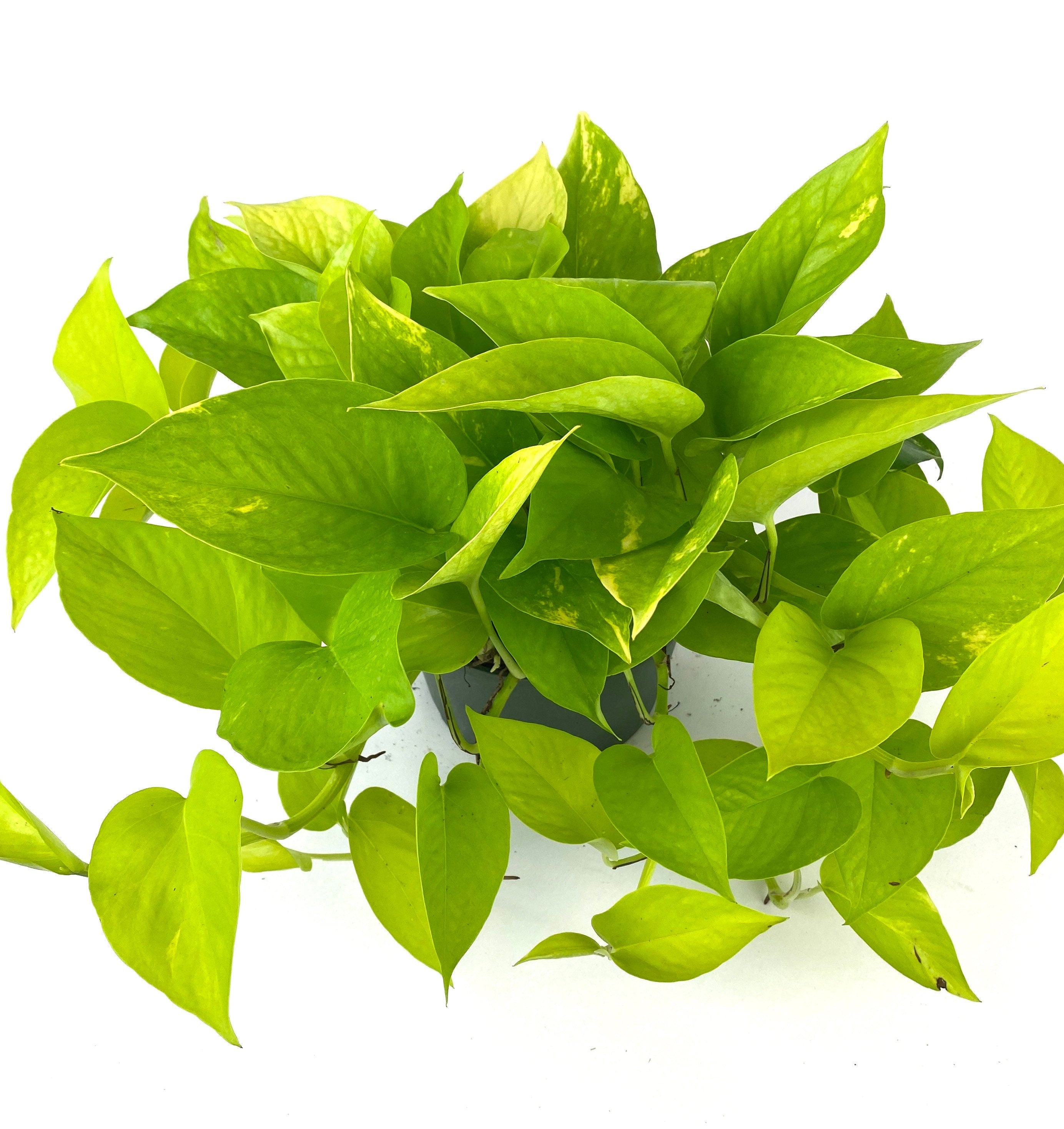 close up view of leaves of Pothos Neon in Hanging Basket, Stunning Vine Colors