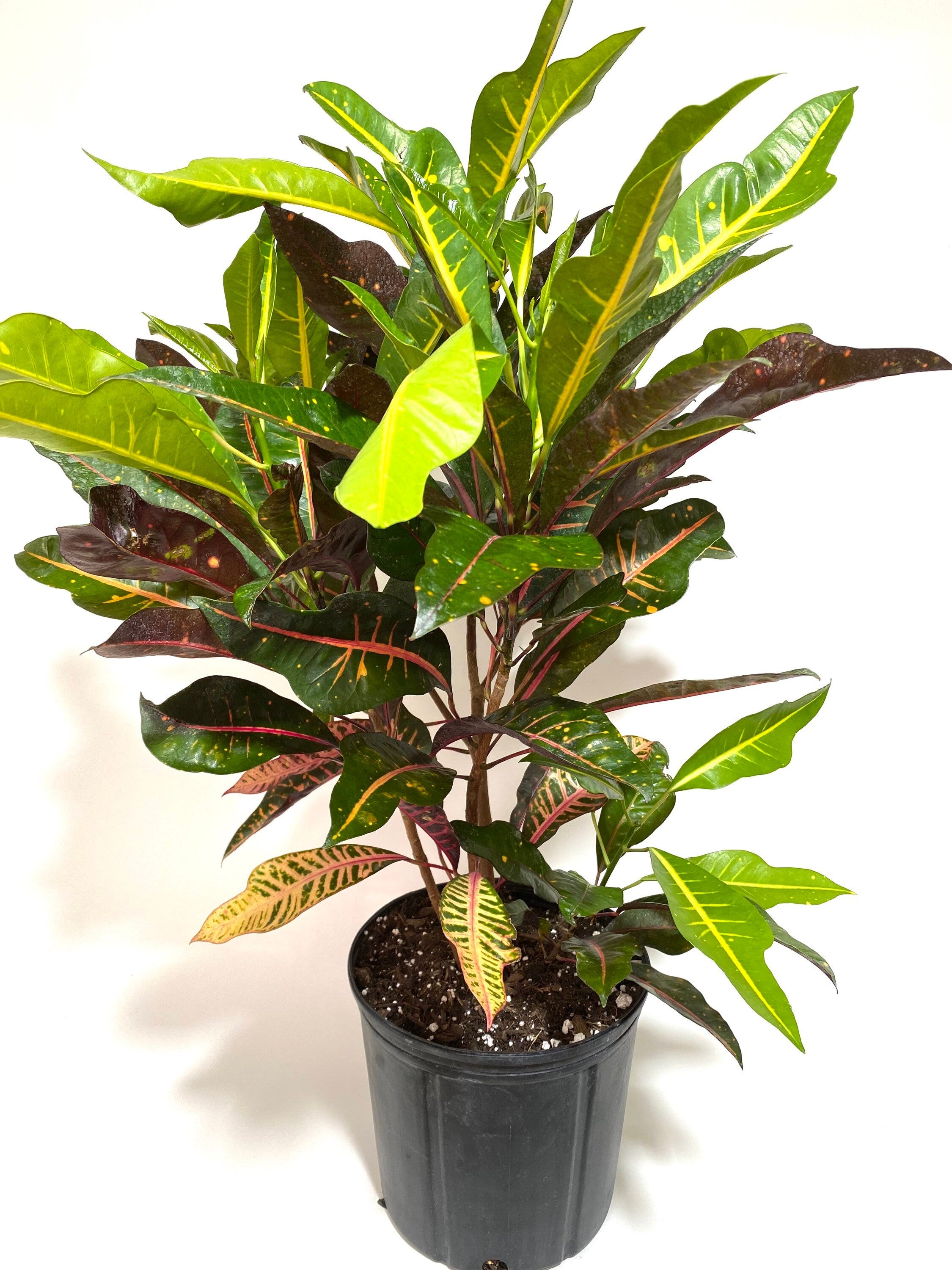 Croton Magnificent, Live Plant Indoor or Outdoor