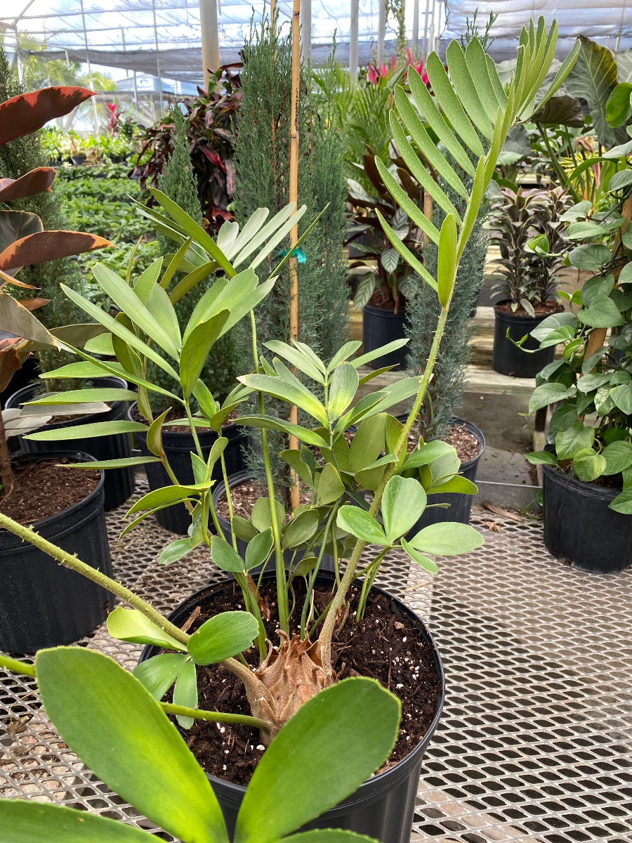 A potted Cardboard Palm Tree (Zamia furfuracea Cycad) featuring stiff, textured green fronds