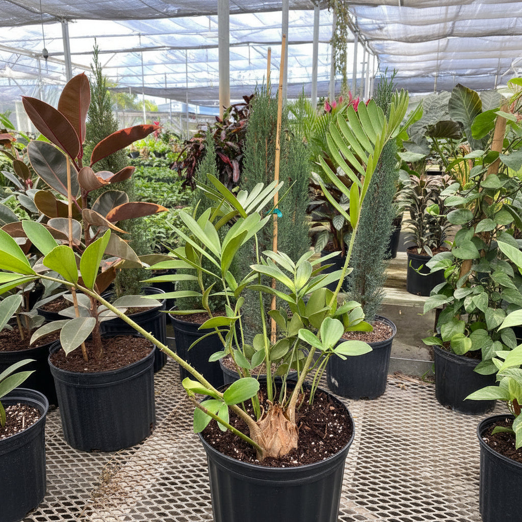 A potted Cardboard Palm Tree (Zamia furfuracea Cycad) featuring stiff, textured green fronds