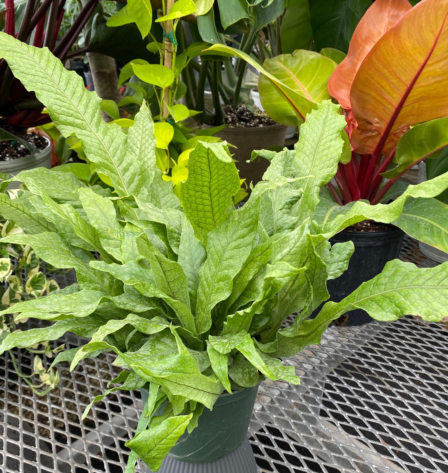 Crocodile Fern, Crocodylus Fern in a green pot
