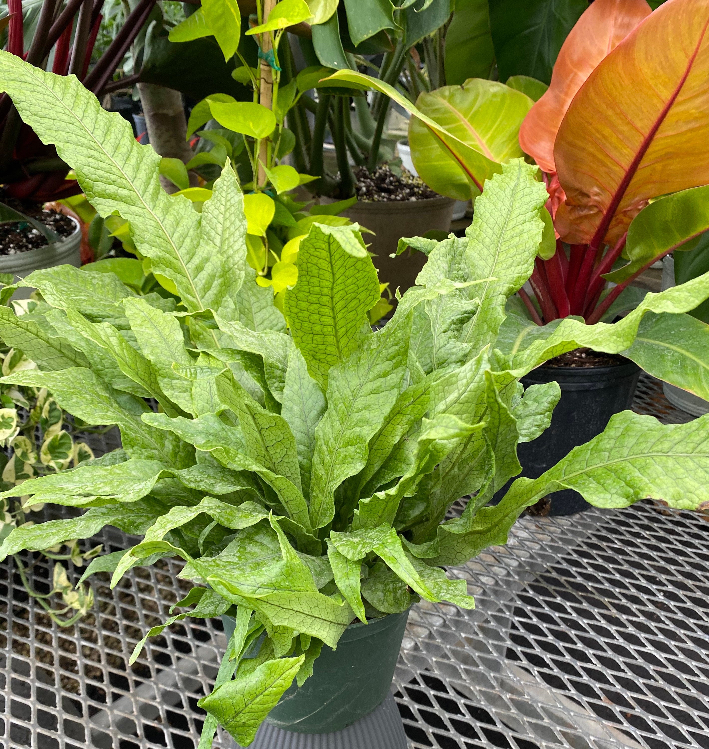 Crocodile Fern, Crocodylus Fern in a green pot
