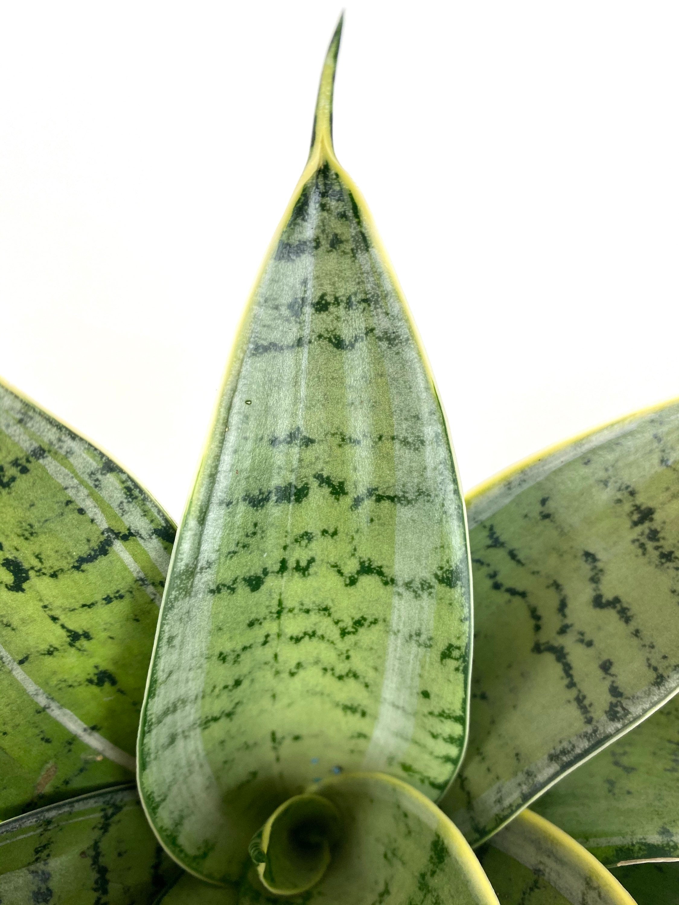 Sansevieria Hahnii Silver, Snake Plant, 6in White Deco Pot