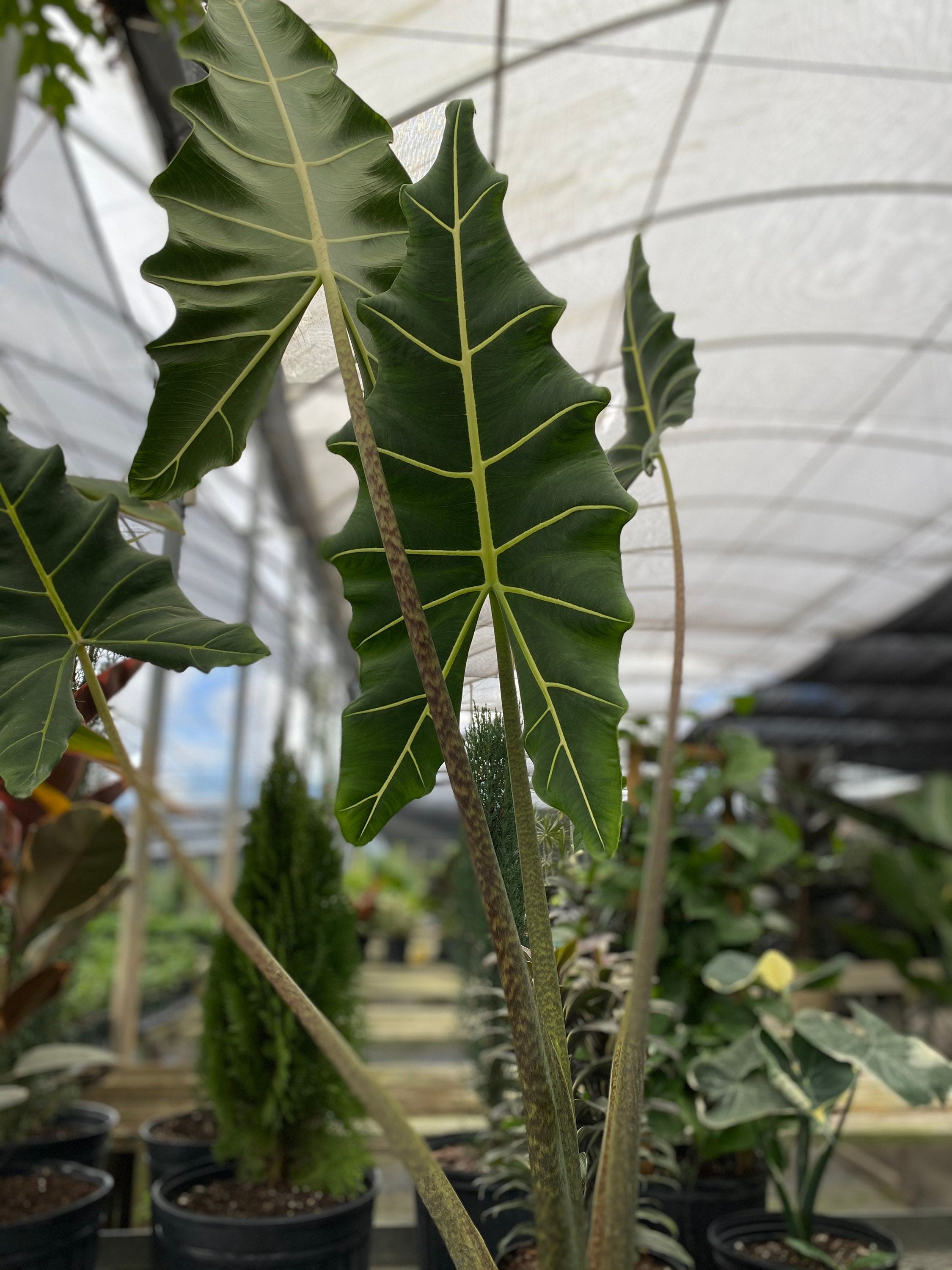 leaves of Alocasia Sarian, Live Tropical Plant