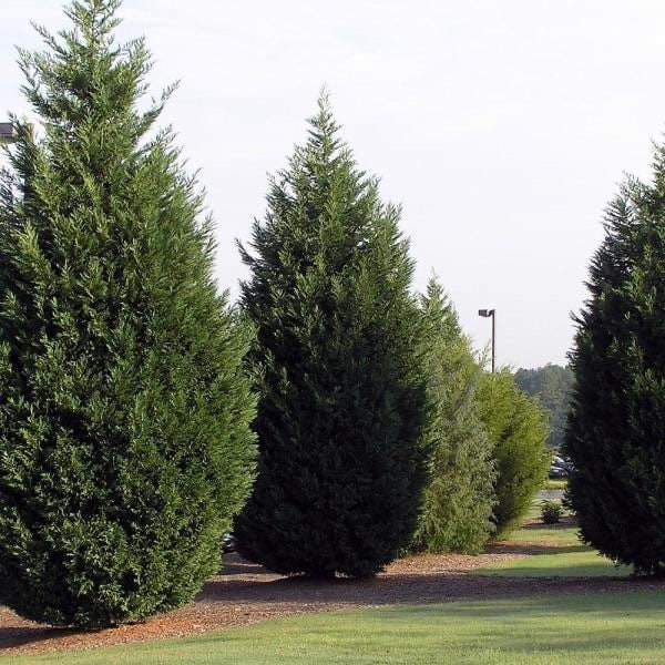 Leyland Cypress Fastest Growing Tree garden view