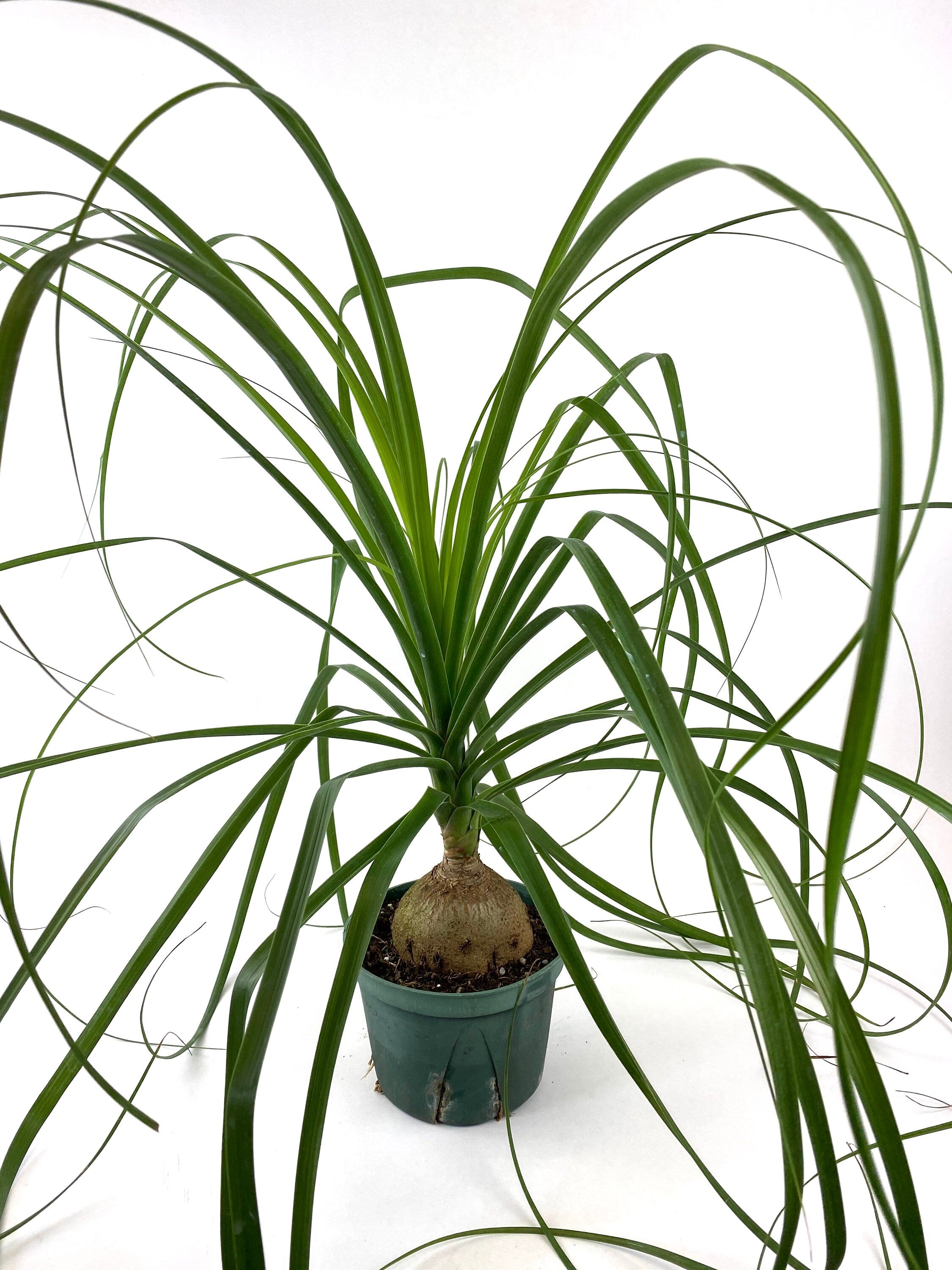 Palm Ponytail Mexican, Elephant Foot Live Plant