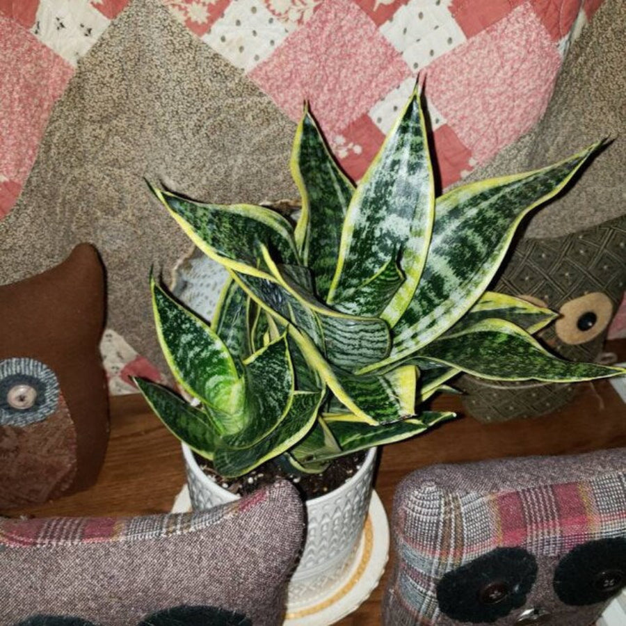 Potted Sansevieria Hahnii Dwarf Laurentii snake plant in a 6-inch white deco pot