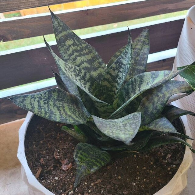 Sansevieria Hahnii Dwarf Robusta, Snake Plant, 6in White Deco Pot