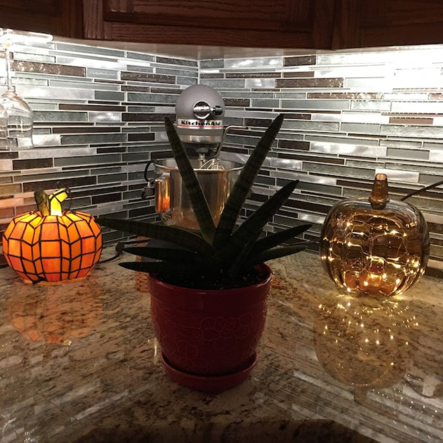 Potted Sansevieria Starfish snake plant on a kitchen counter next to fall decor.
